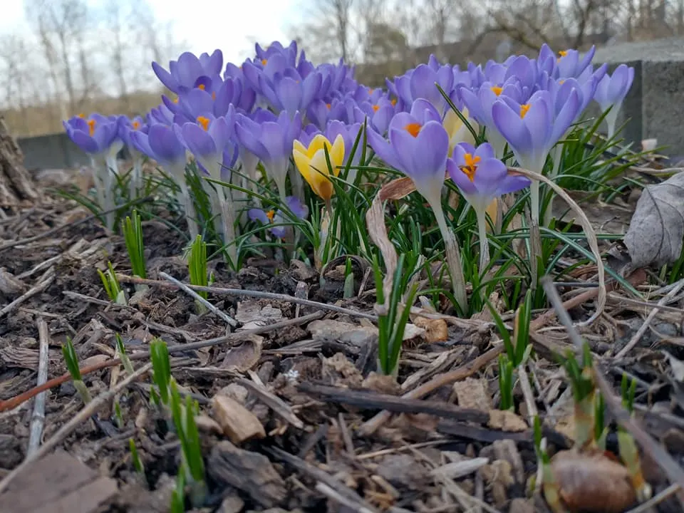 Crocus (Crocus Vernus) — Plant corms 3-4 inches deep and 2-3 inches apart; when designing a garden landscape, image 128