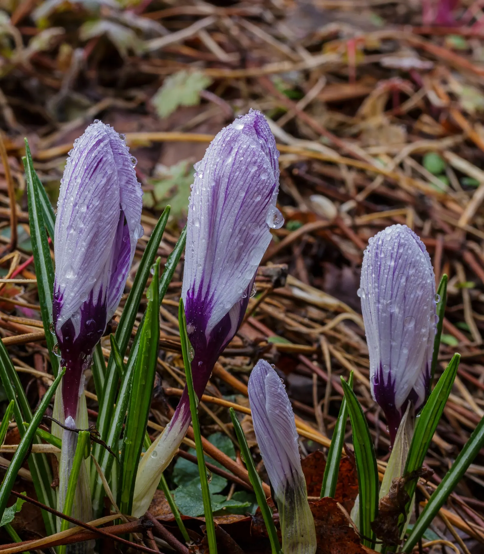 Crocus (Crocus Vernus) — A unique characteristic of crocuses is their cup-shaped, image 140