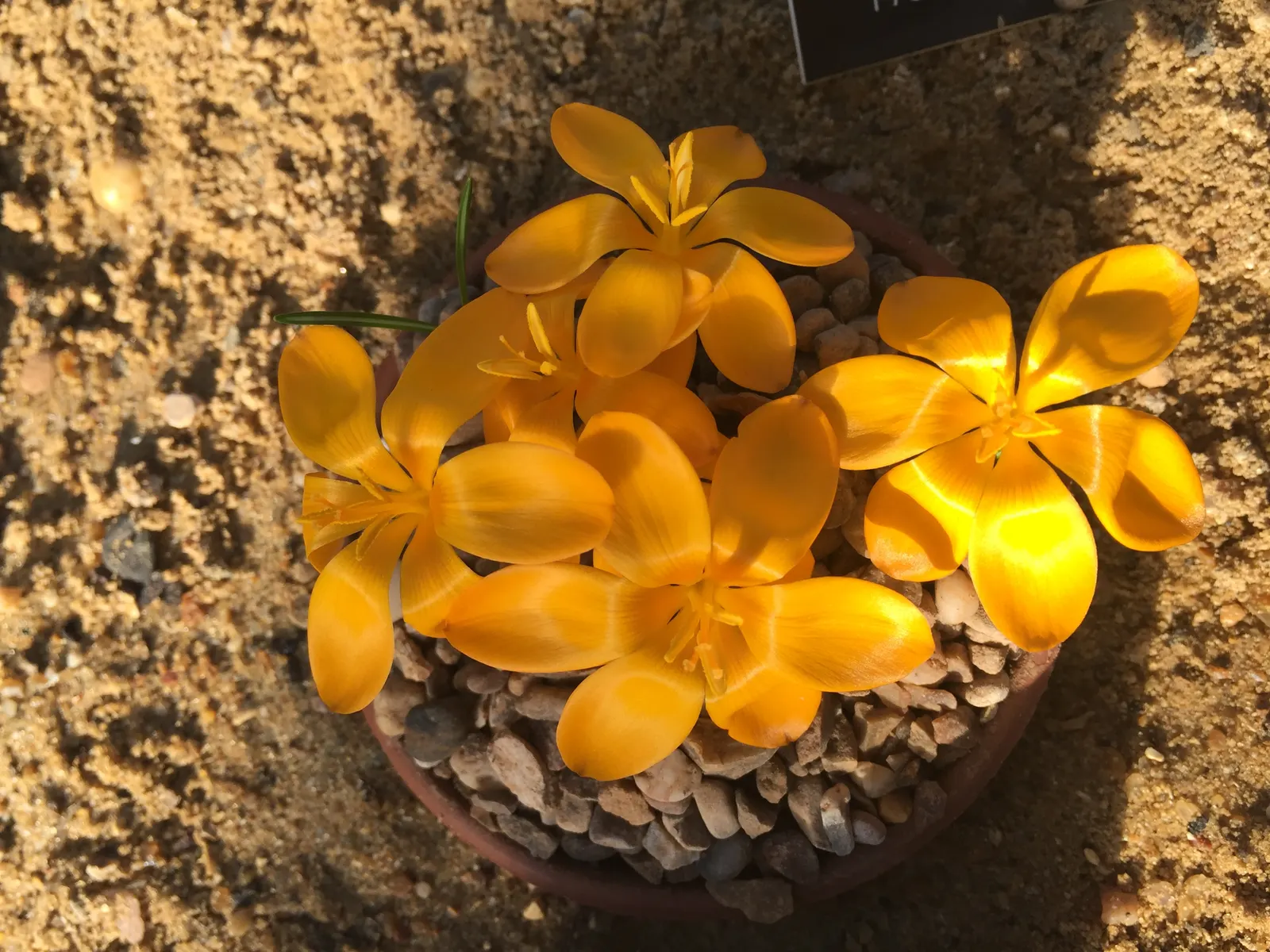 Crocus (Crocus Vernus) — When designing a garden landscape; 3 to 4 inches deep and about 2 to 3 inches apart, image 118