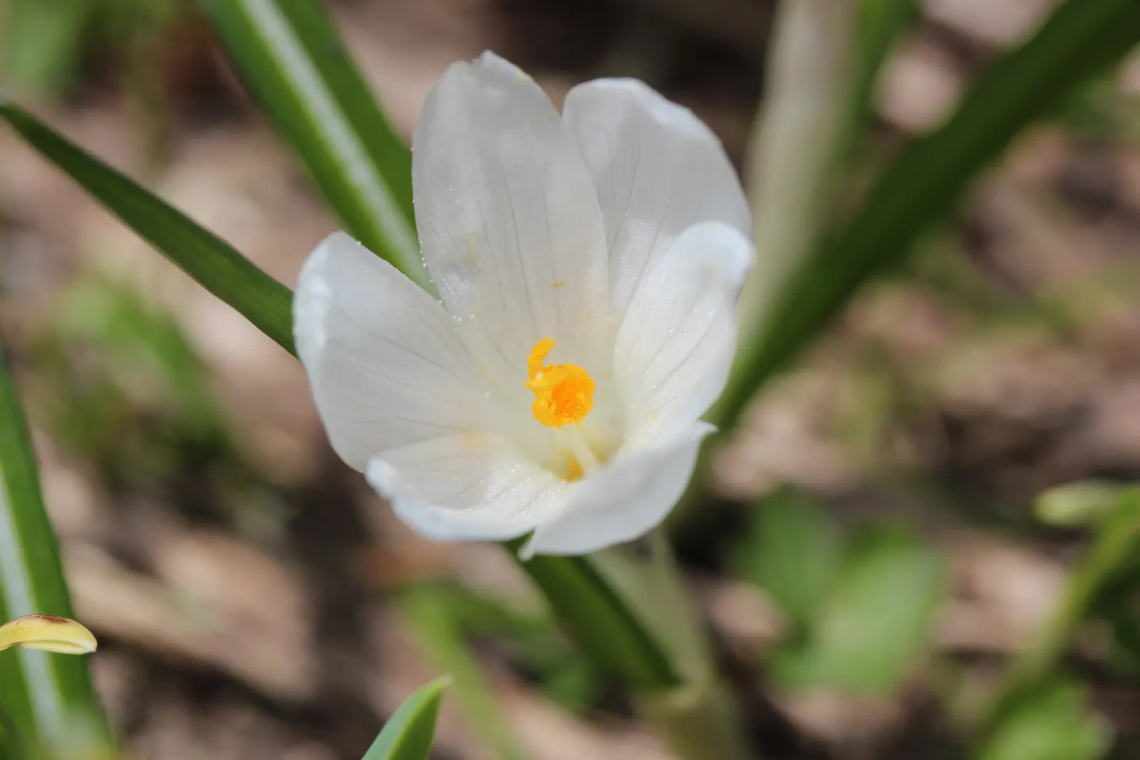 Crocus (Crocus Vernus) — This low-maintenance perennial is ideal for naturalizing in lawns and under trees