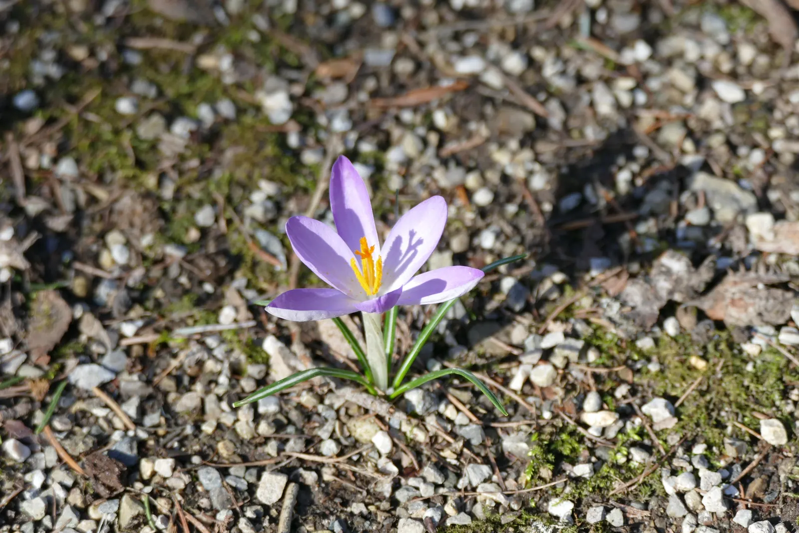 Crocus (Crocus Vernus) — in well-drained soil to ensure proper root development; bulb with purple and white blooms, image 142