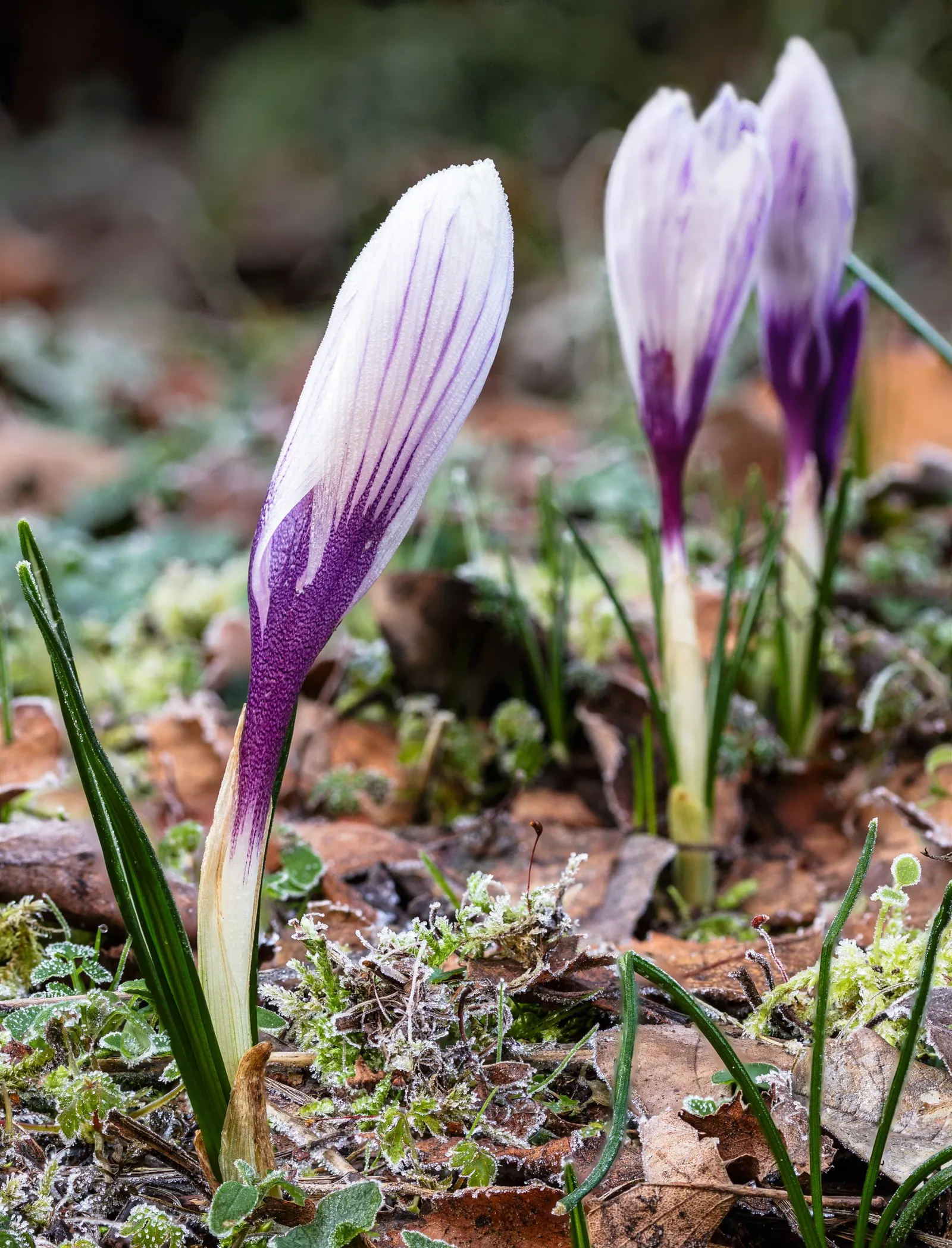 Crocus (Crocus Vernus) — This low-maintenance perennial is ideal for naturalizing in lawns and under trees; is a herald of spring with cup-shaped