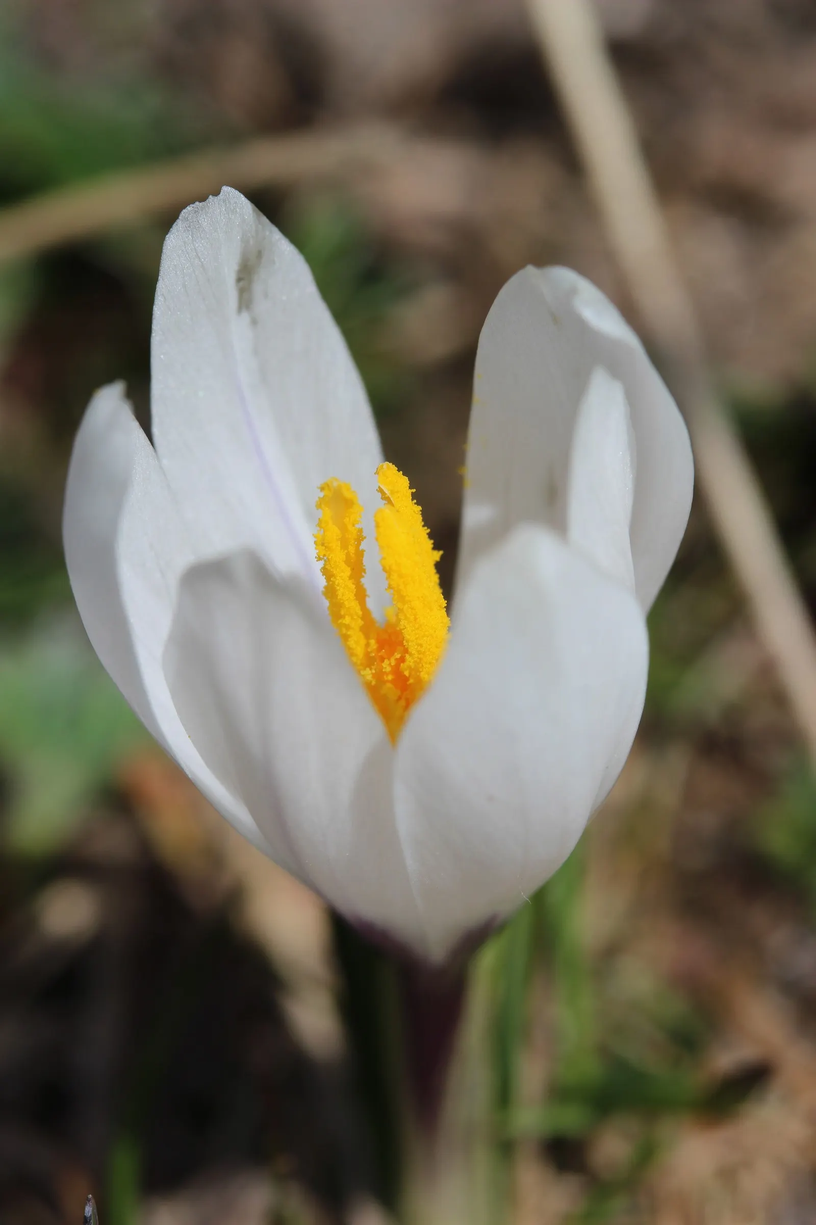 Crocus (Crocus Vernus) — grass-like leaves and a singular striking flower