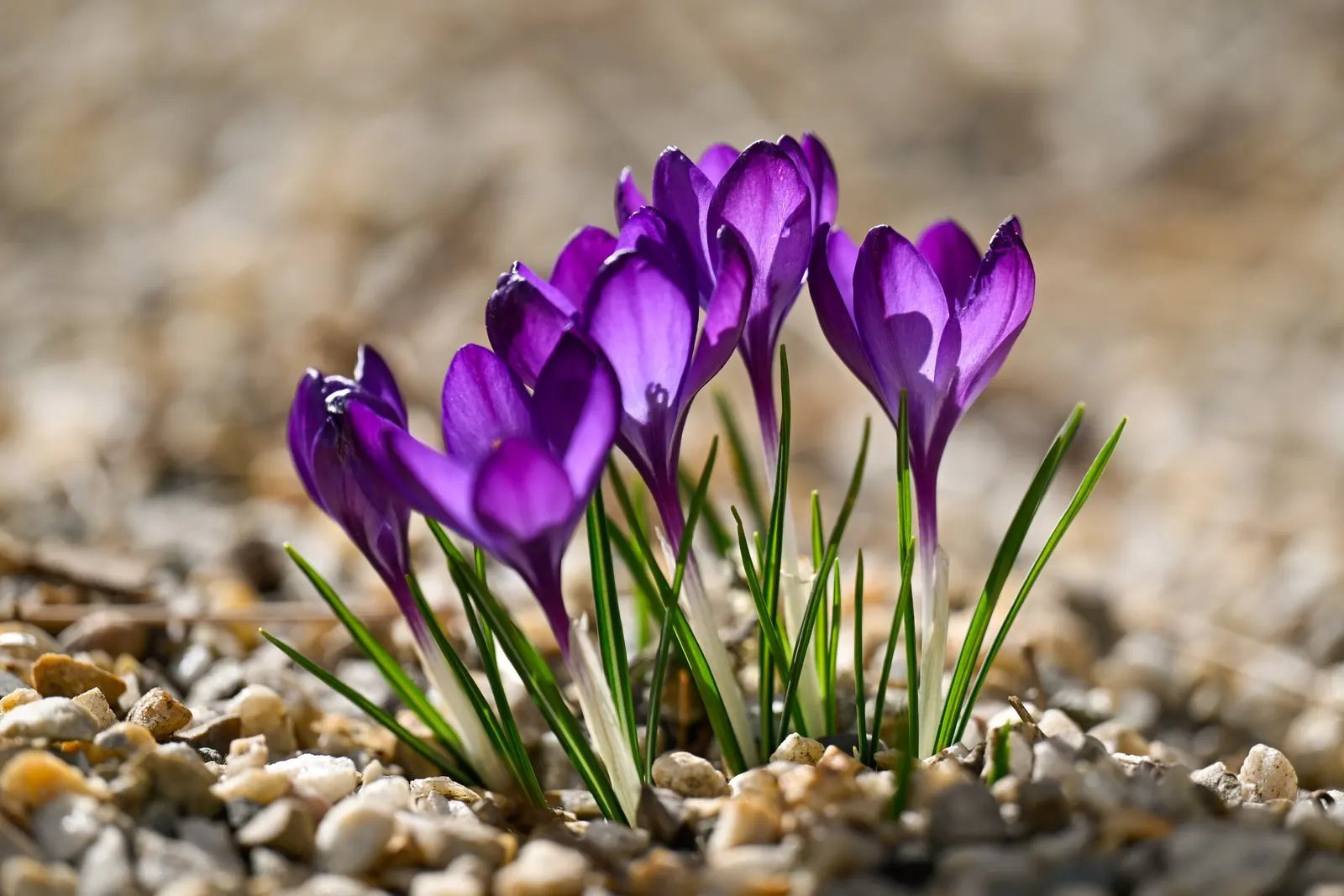 Crocus (Crocus Vernus) — providing a striking contrast and a promise of the warmer weather to come