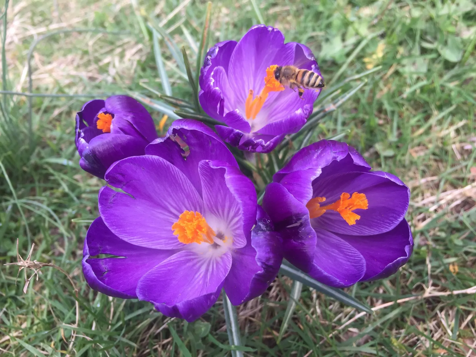 Crocus (Crocus Vernus) — Crocus vernus reaches a modest height of 4 to 6 inches