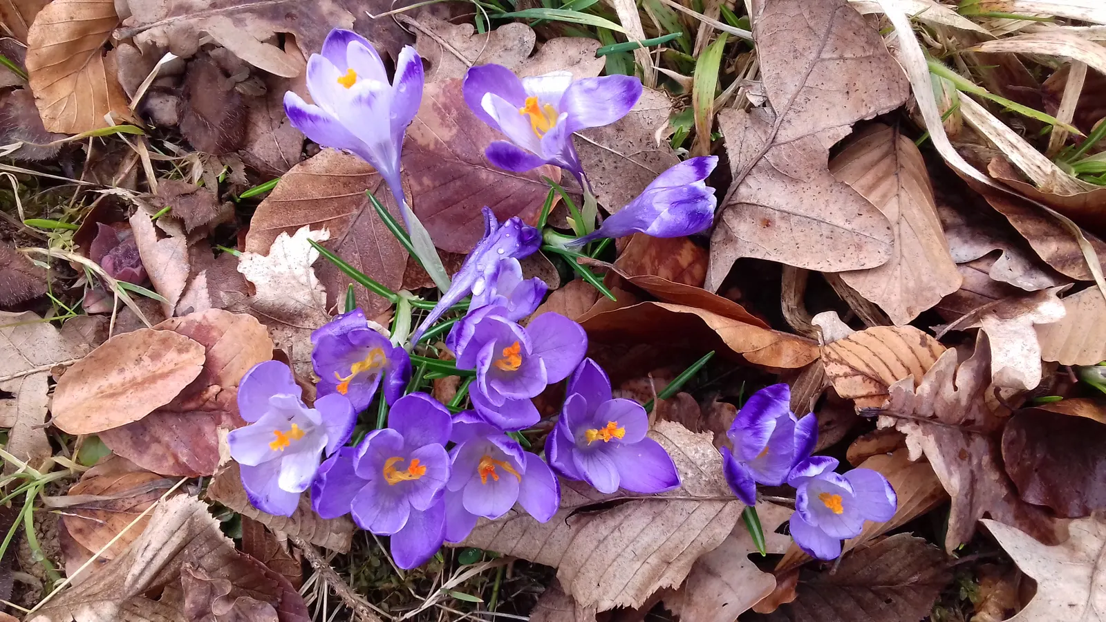 Crocus (Crocus Vernus) — creating a more vivid display with each passing season.<br><br>Crocus vernus is a low-maintenance plant; meaning they will, image 207