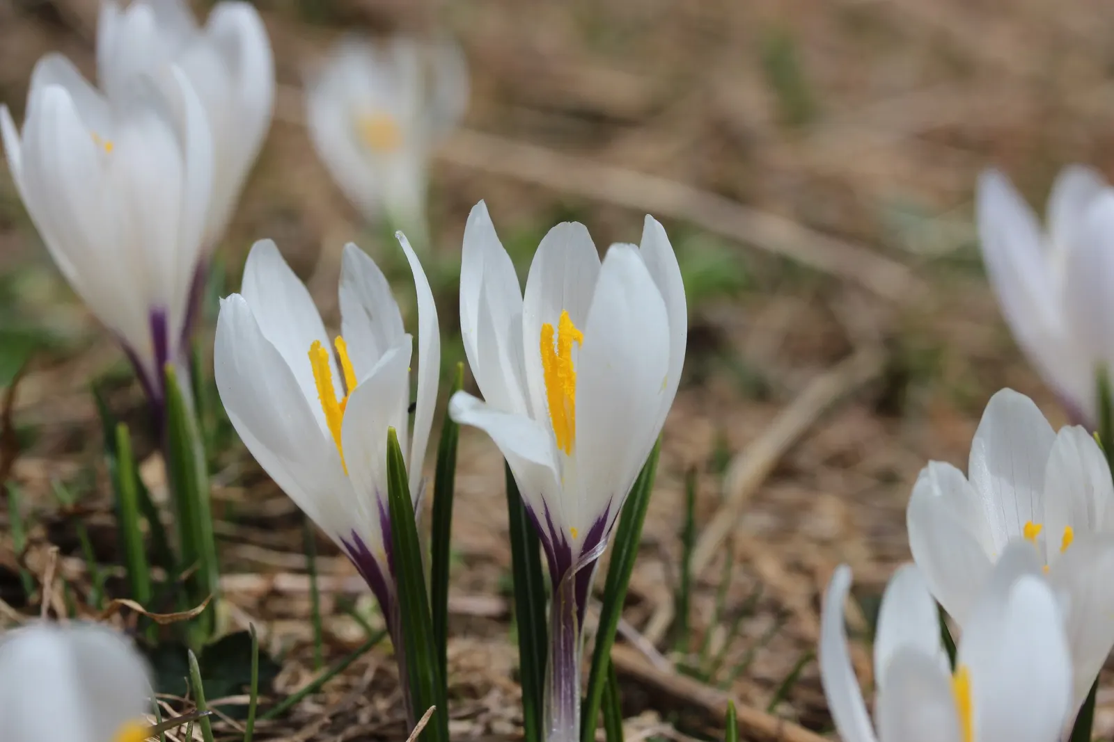 Crocus (Crocus Vernus) — When designing a garden landscape