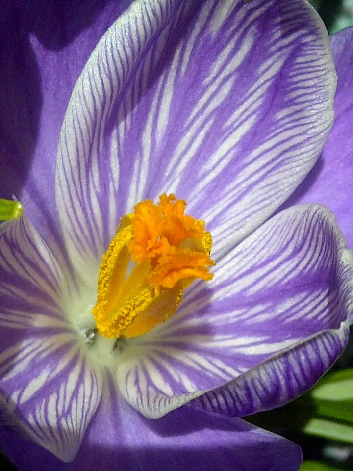 Crocus (Crocus Vernus) — bulb for full or half; providing a striking contrast and a promise of the warmer weather to come, image 124