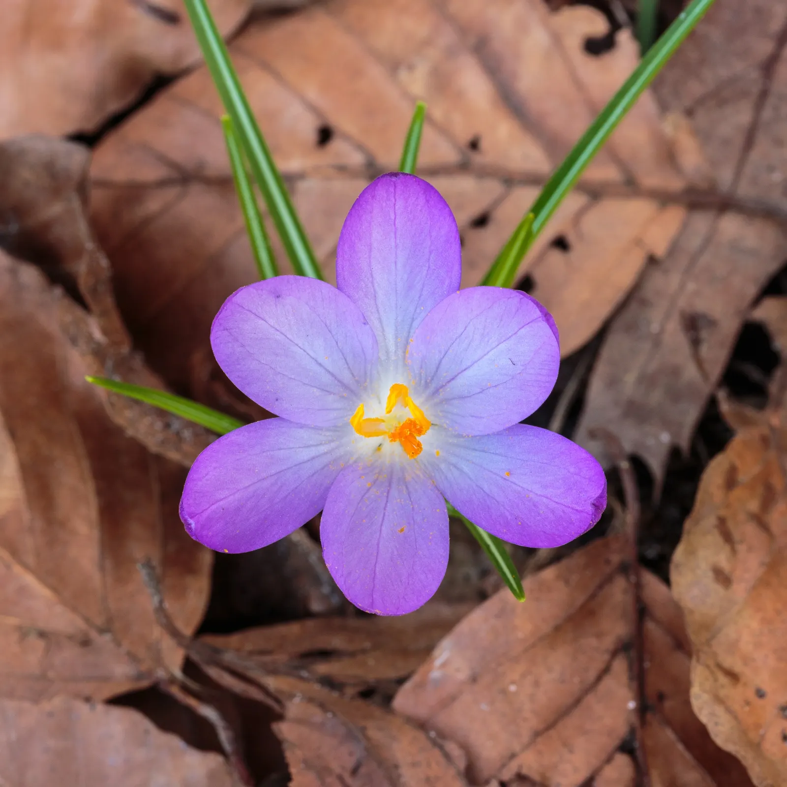 Crocus (Crocus Vernus) — These plants thrive in full sun to partial shade and are hardy in USDA zones 3 through 8; offering early-season nectar for, image 143