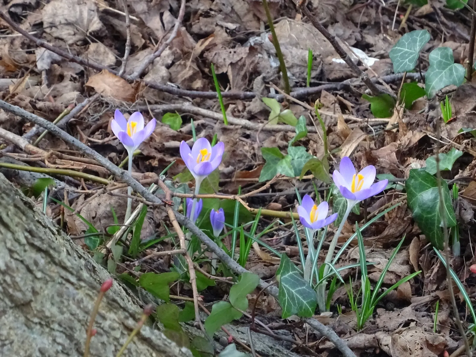 Crocus (Crocus Vernus) — purple and white flowers in the garden