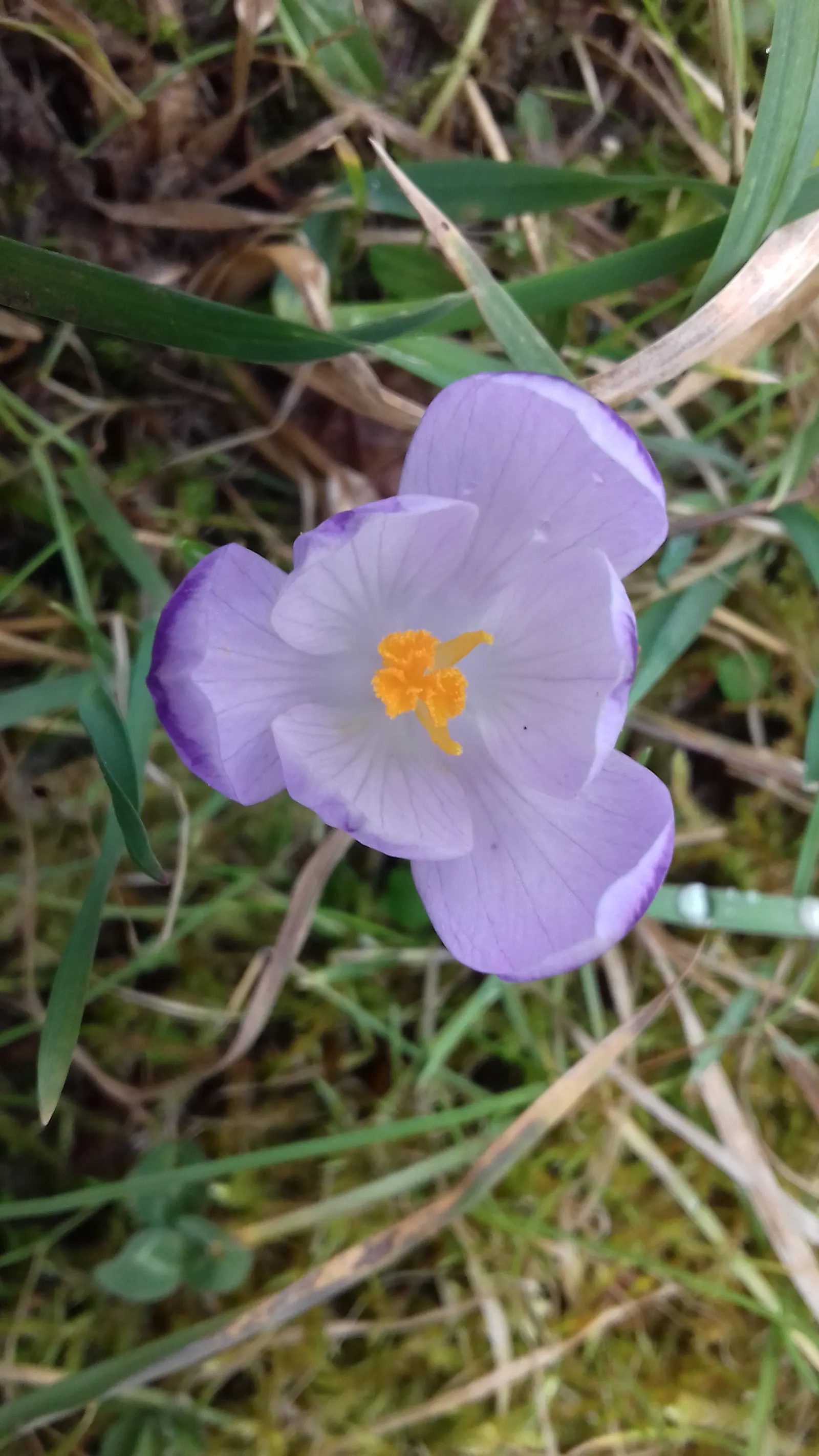 Crocus (Crocus Vernus) — offering early-season nectar for pollinators and a splash of color to awakening gardens