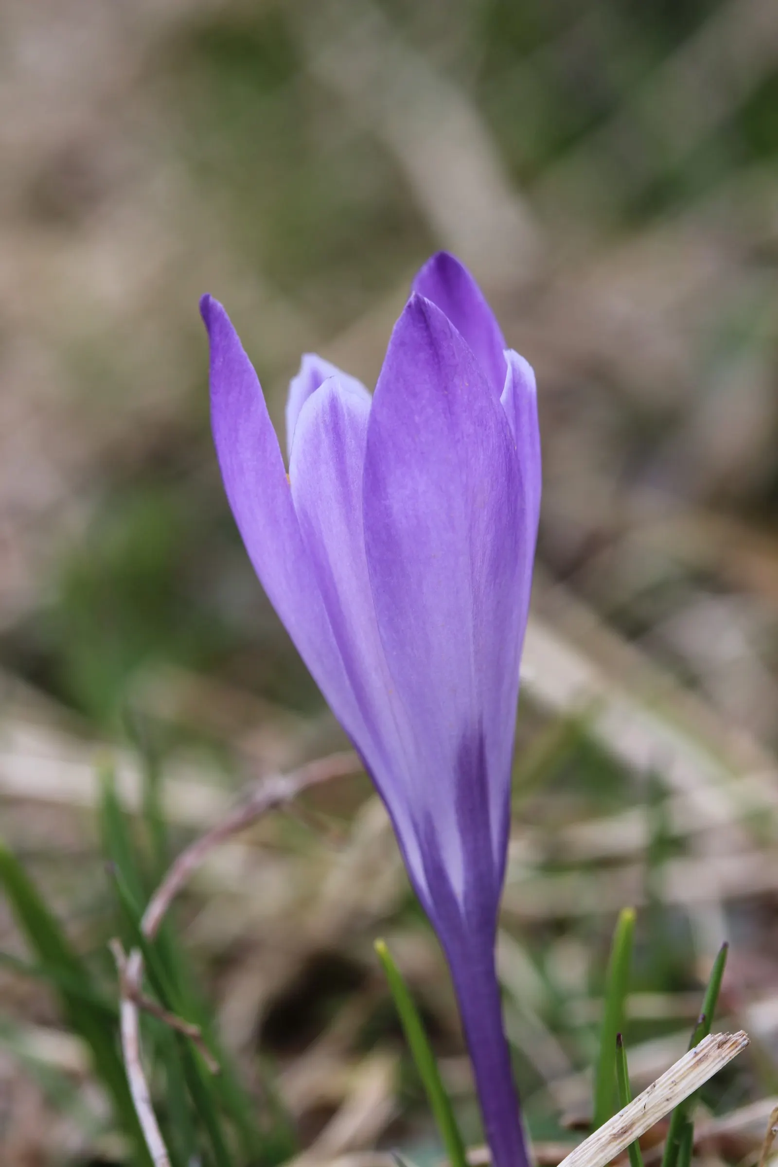 Crocus (Crocus Vernus) — 3 to 4 inches deep and about 2 to 3 inches apart; it's resistant to deer and other pests, image 203