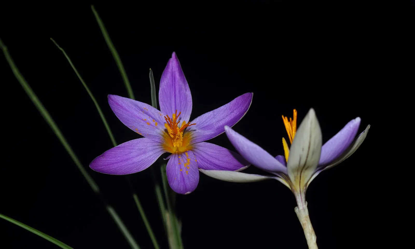 Crocus (Crocus Vernus) — This low-maintenance perennial is ideal for naturalizing in lawns and under trees; is a herald of spring with cup-shaped, image 129