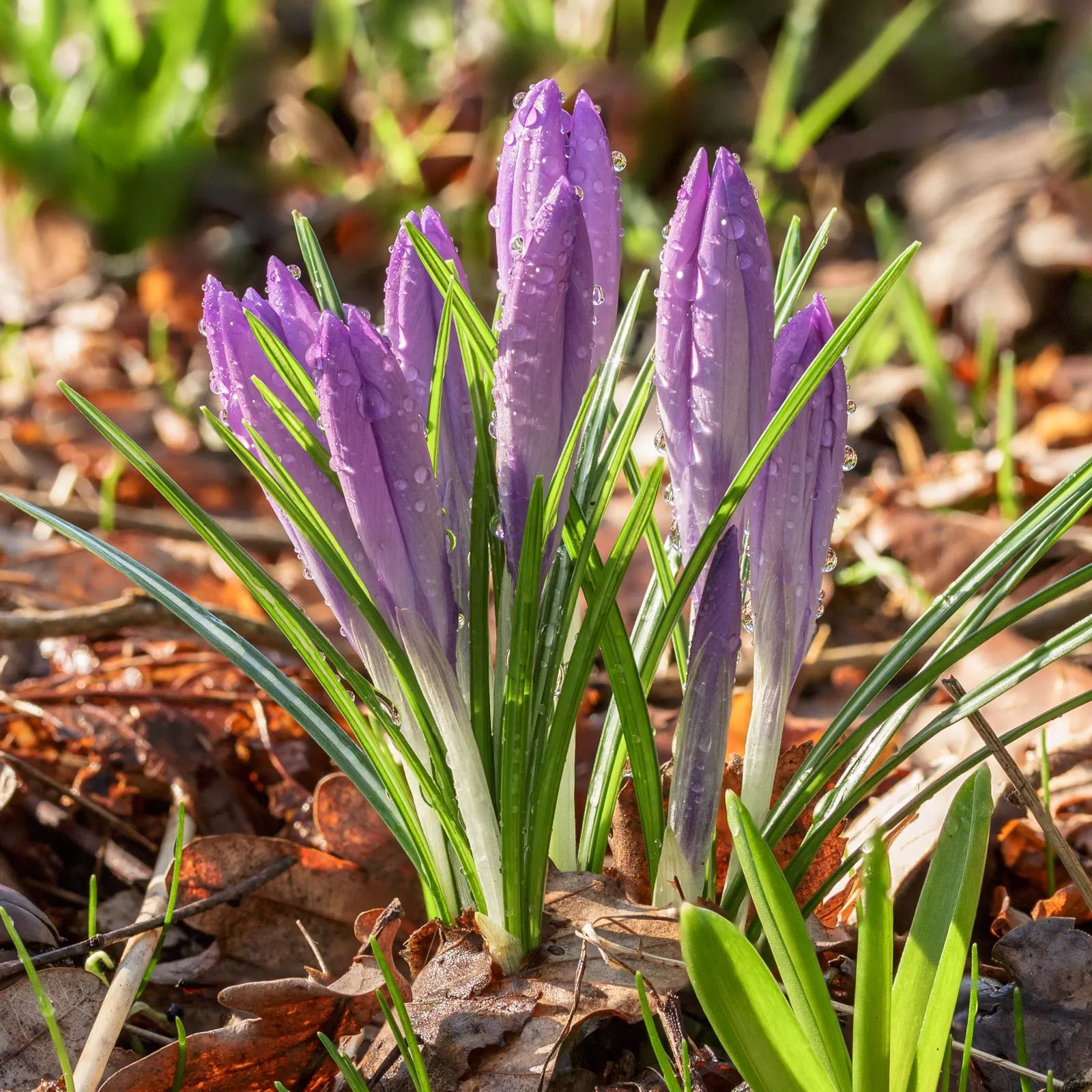 Crocus (Crocus Vernus) — The blooms exhibit a stunning range of colors; these bulbs can be used to provide early spring color, image 137