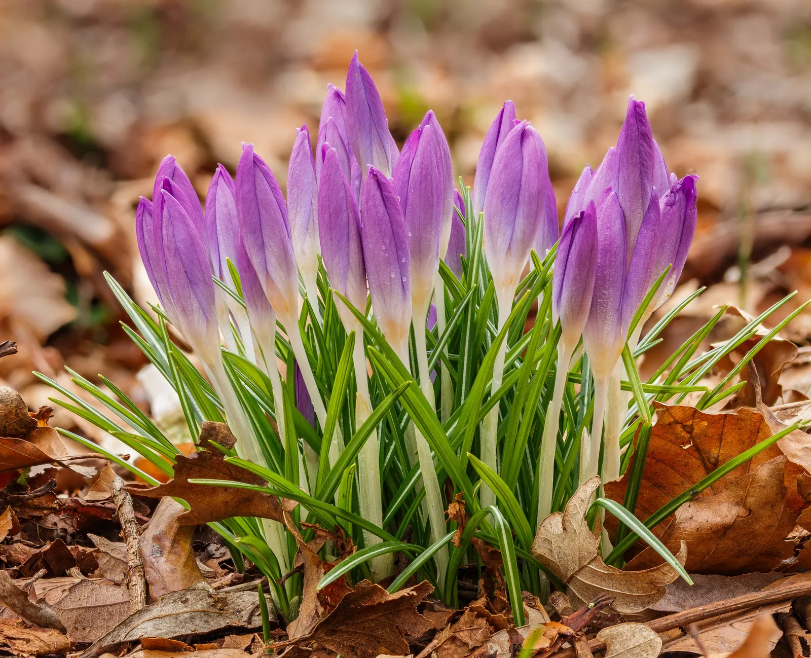 Crocus (Crocus Vernus) — A member of the Iridaceae family; purple and white flowers in the garden, image 133