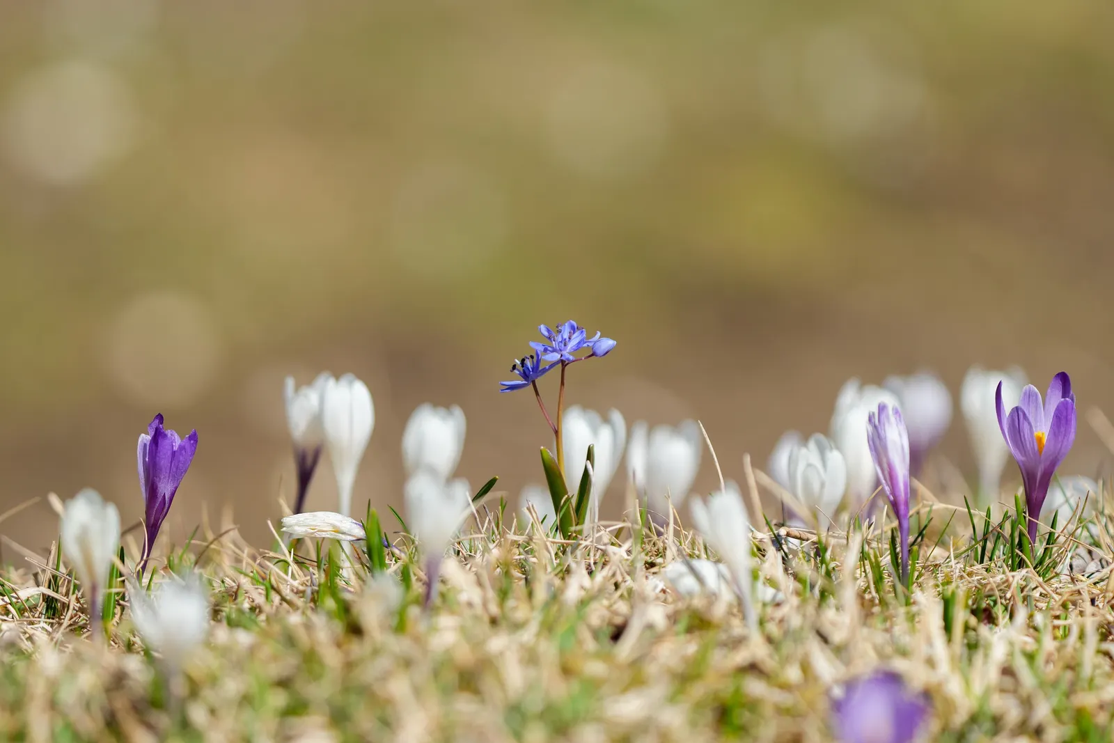 Crocus (Crocus Vernus) — often even pushing up through the snow; bulb for full or half, image 120