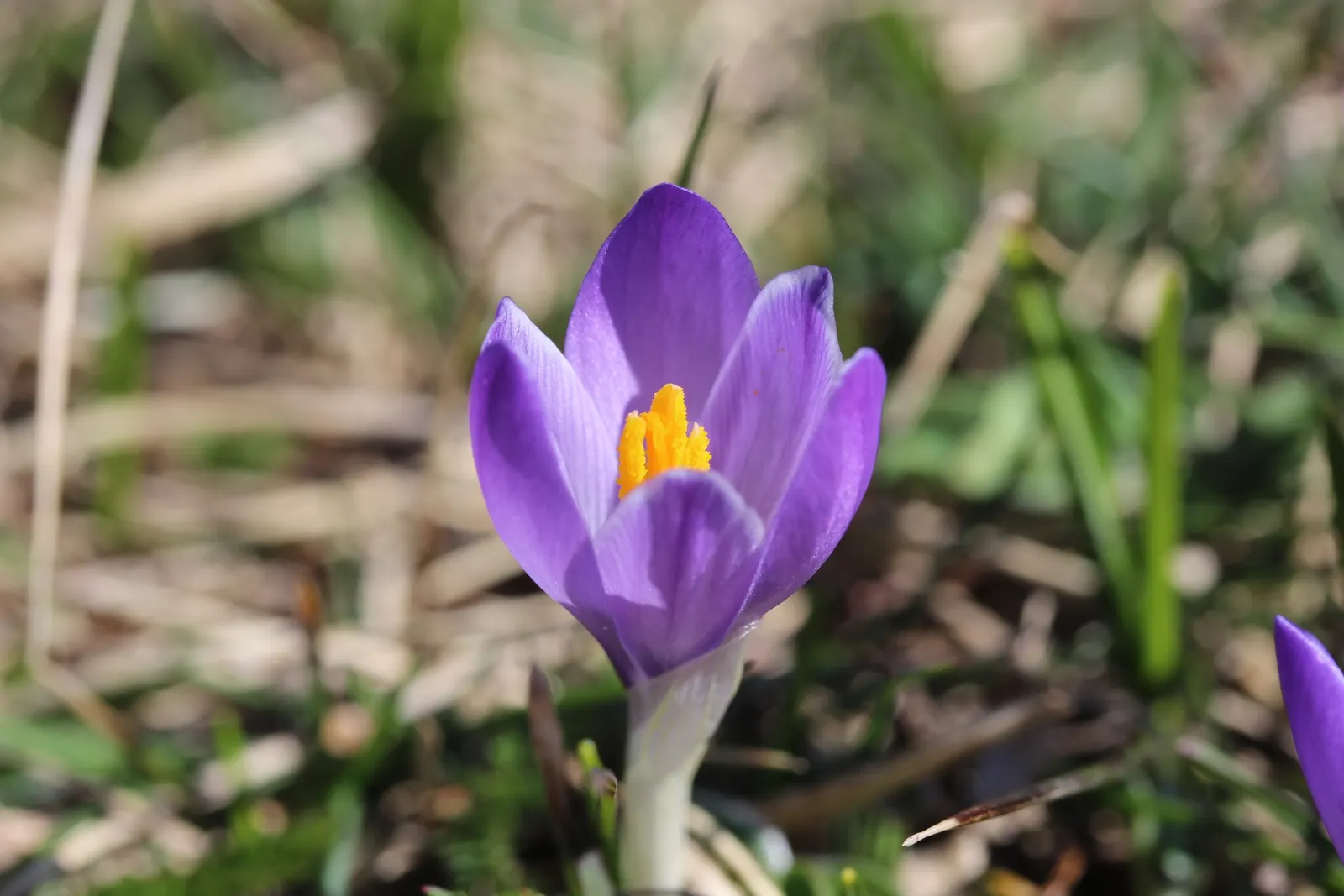 Crocus (Crocus Vernus) — and is an excellent choice for rock gardens