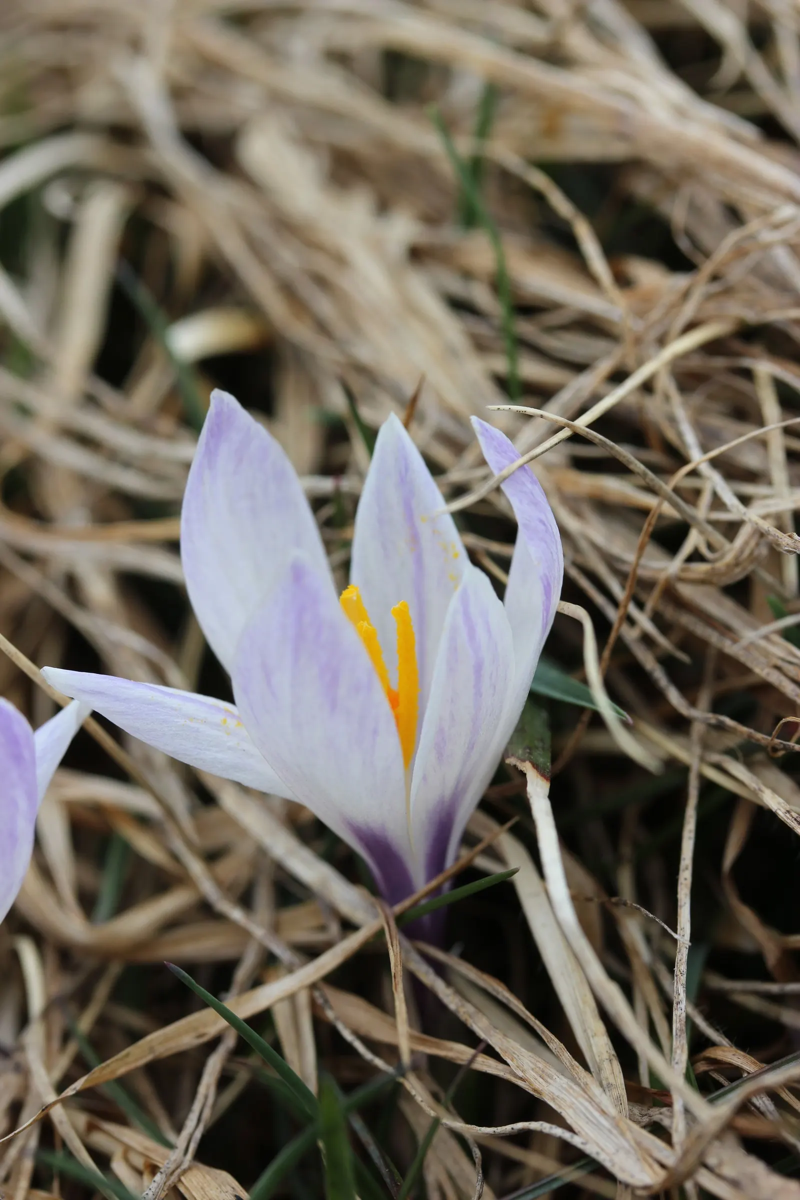 Crocus (Crocus Vernus) — these bulbs can be used to provide early spring color