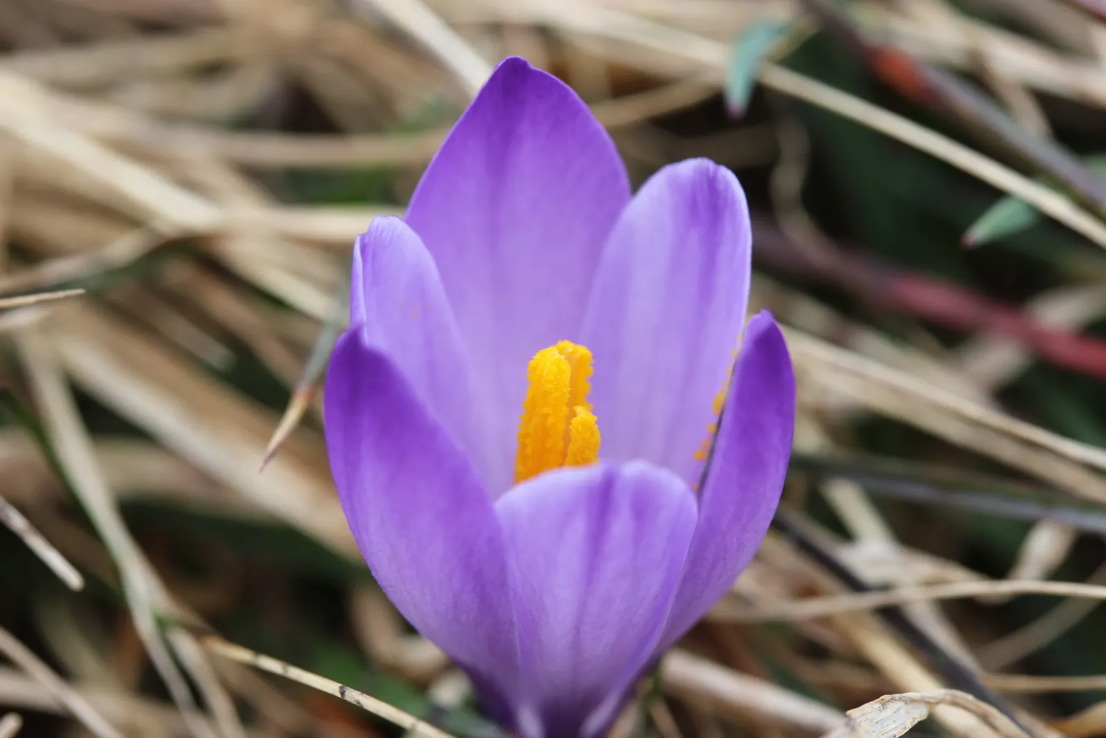 Crocus (Crocus Vernus) — meaning they will gradually multiply and spread over the years