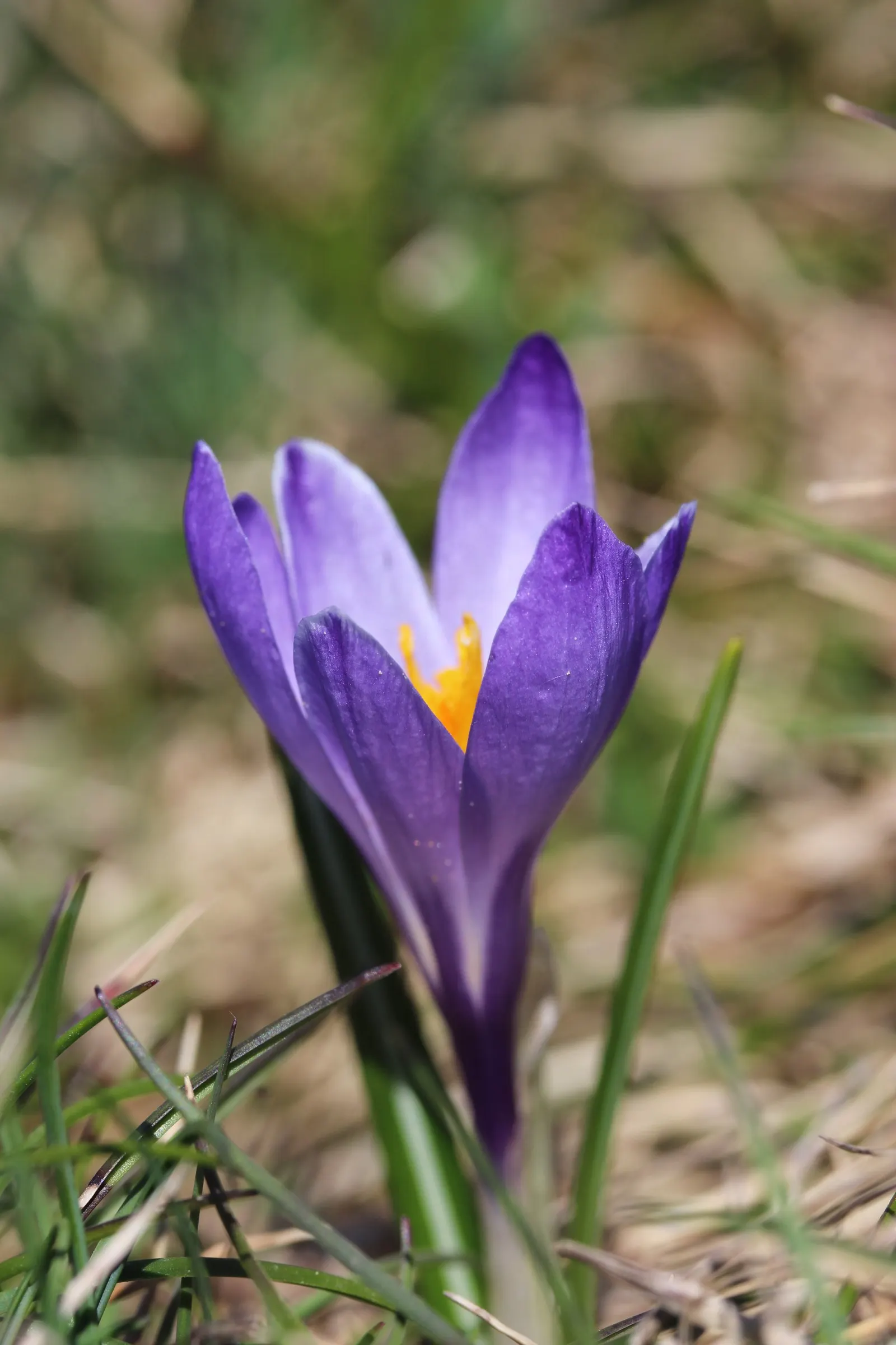 Crocus (Crocus Vernus) — requiring minimal care once established