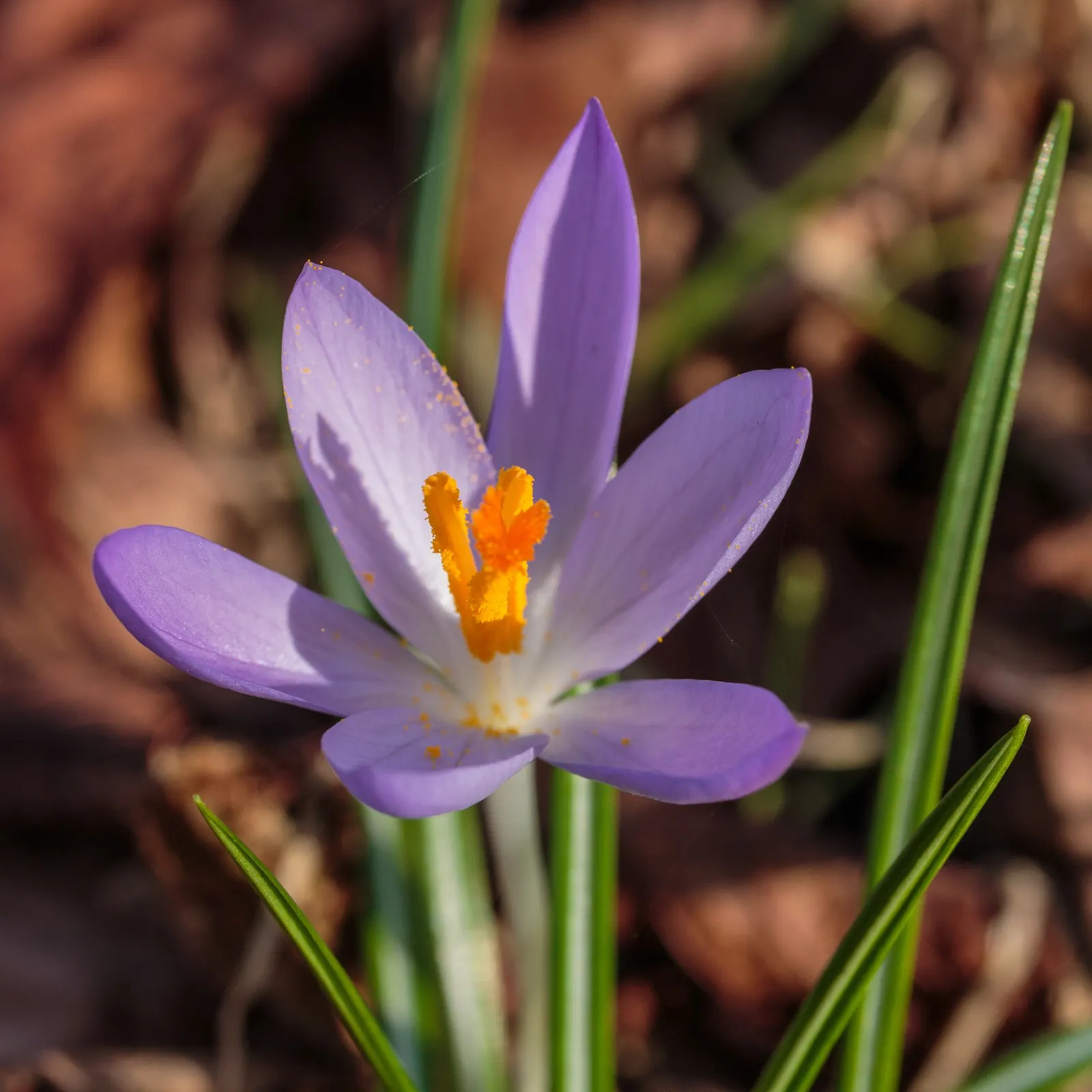Crocus (Crocus Vernus) — in well-drained soil to ensure proper root development; bulb with purple and white blooms, image 111