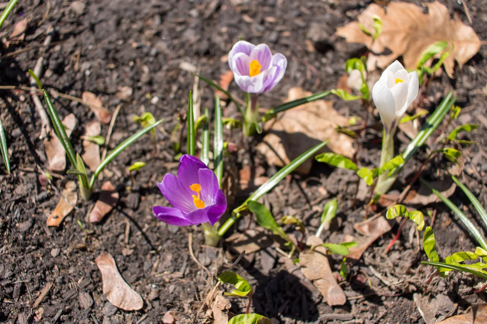Crocus (Crocus Vernus) — bulb with purple and white blooms