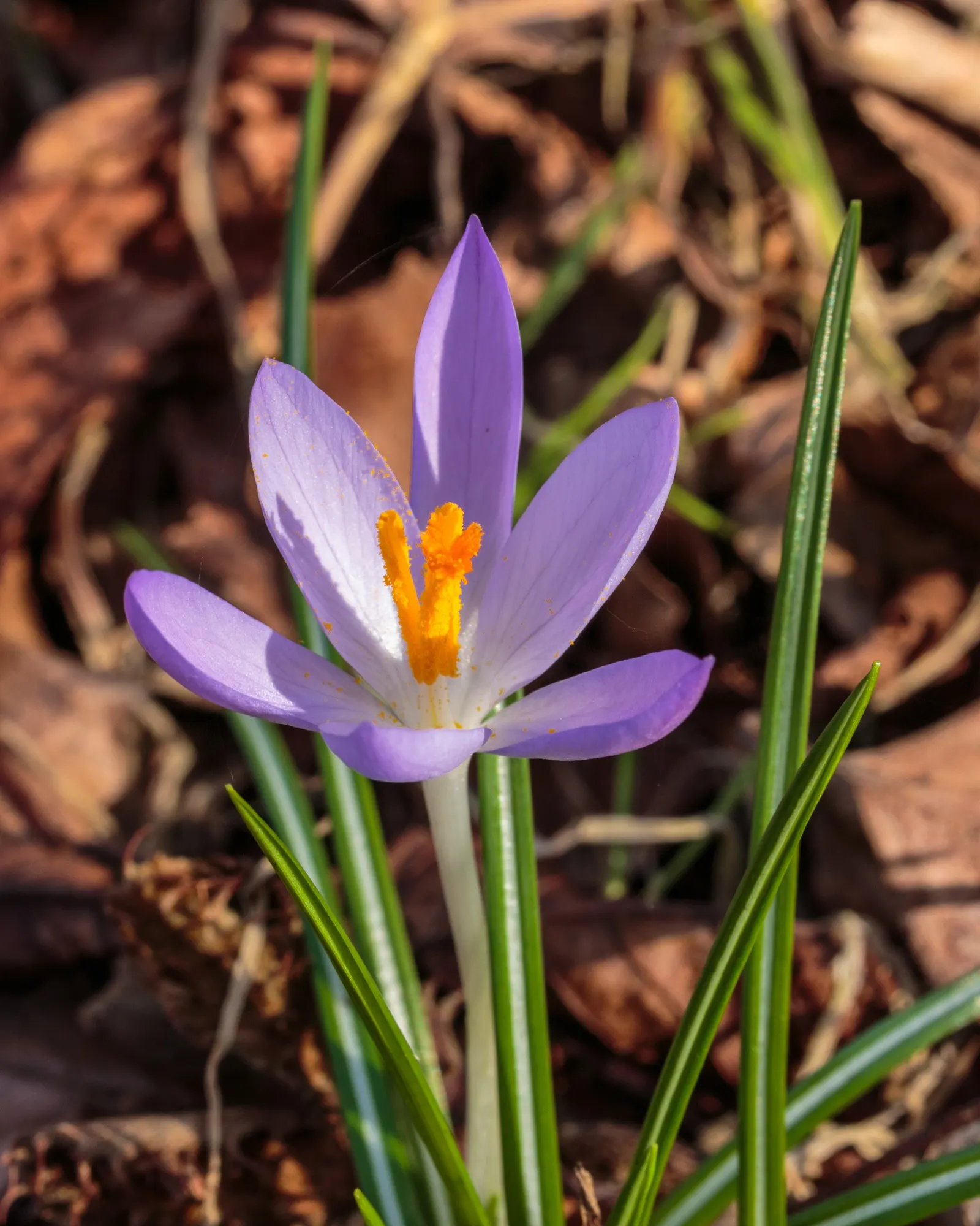 Crocus (Crocus Vernus) — meaning they will gradually multiply and spread over the years; the blooms exhibit a stunning range of colors, image 113