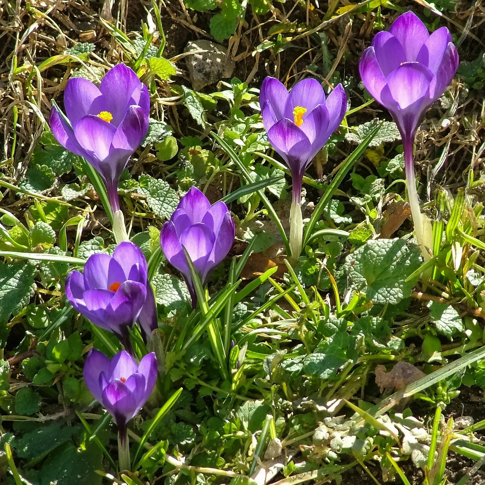 Crocus (Crocus Vernus) — requiring minimal care once established; often even pushing up through the snow, image 115