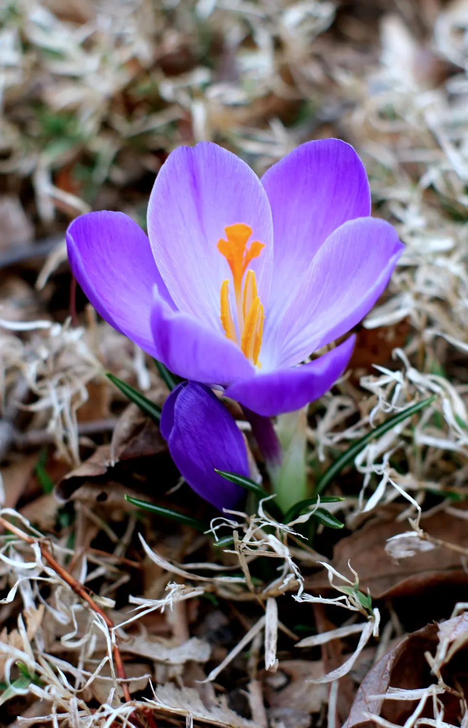 Crocus (Crocus Vernus) — It's resistant to deer and other pests; reaching 3-6 inches in height, it thrives in full sun to partial shade and, image 147