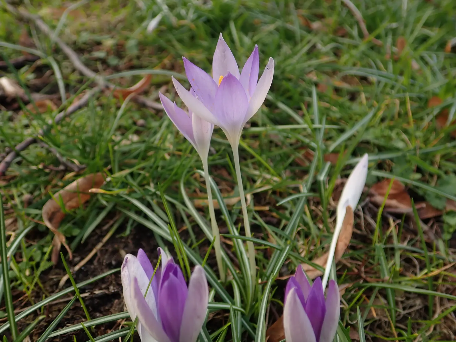 Crocus (Crocus Vernus) — in well-drained soil to ensure proper root development; bulb with purple and white blooms, image 173