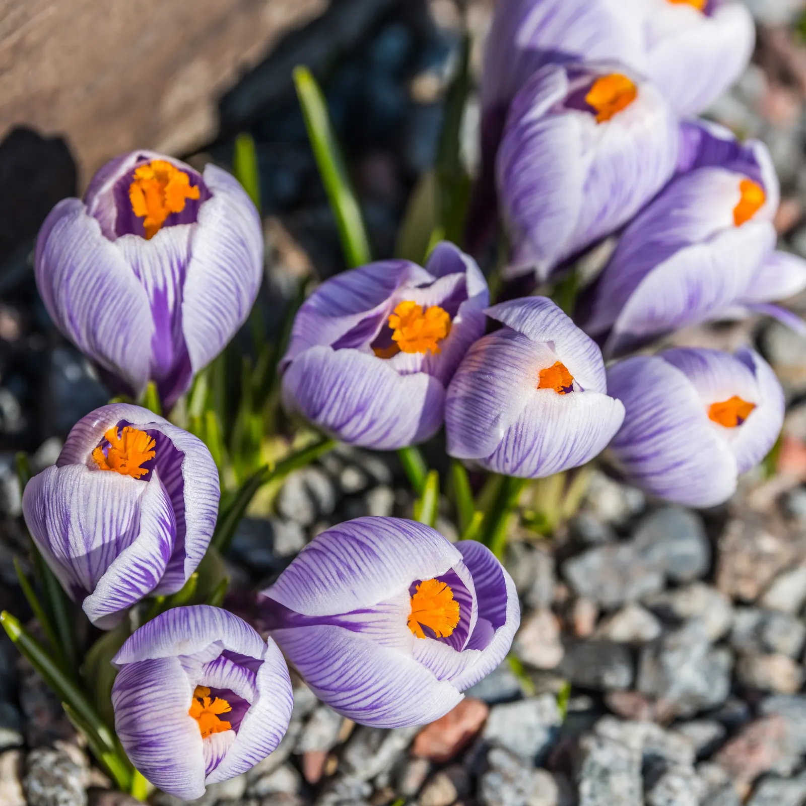 Crocus (Crocus Vernus) — bulb with purple and white blooms; creating a more vivid display with each passing season.<br><br>Crocus vernus is a low-maintenance
