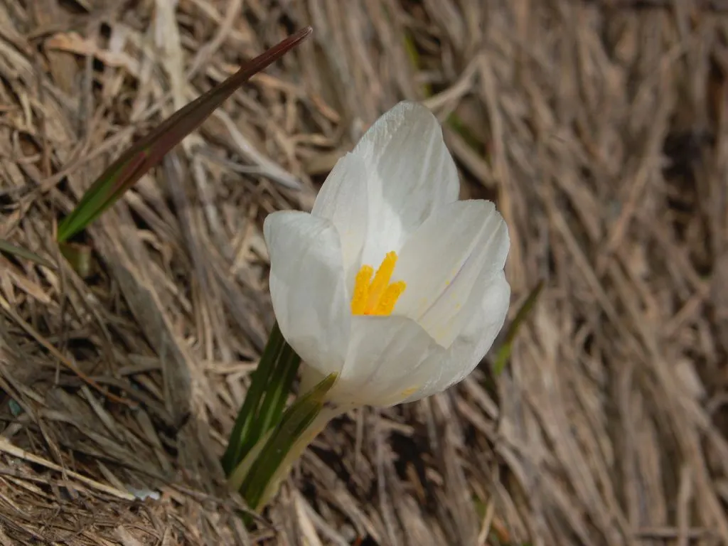 Crocus (Crocus Vernus) — providing a striking contrast and a promise of the warmer weather to come; commonly referred to as the Spring Crocus or Giant Crocus