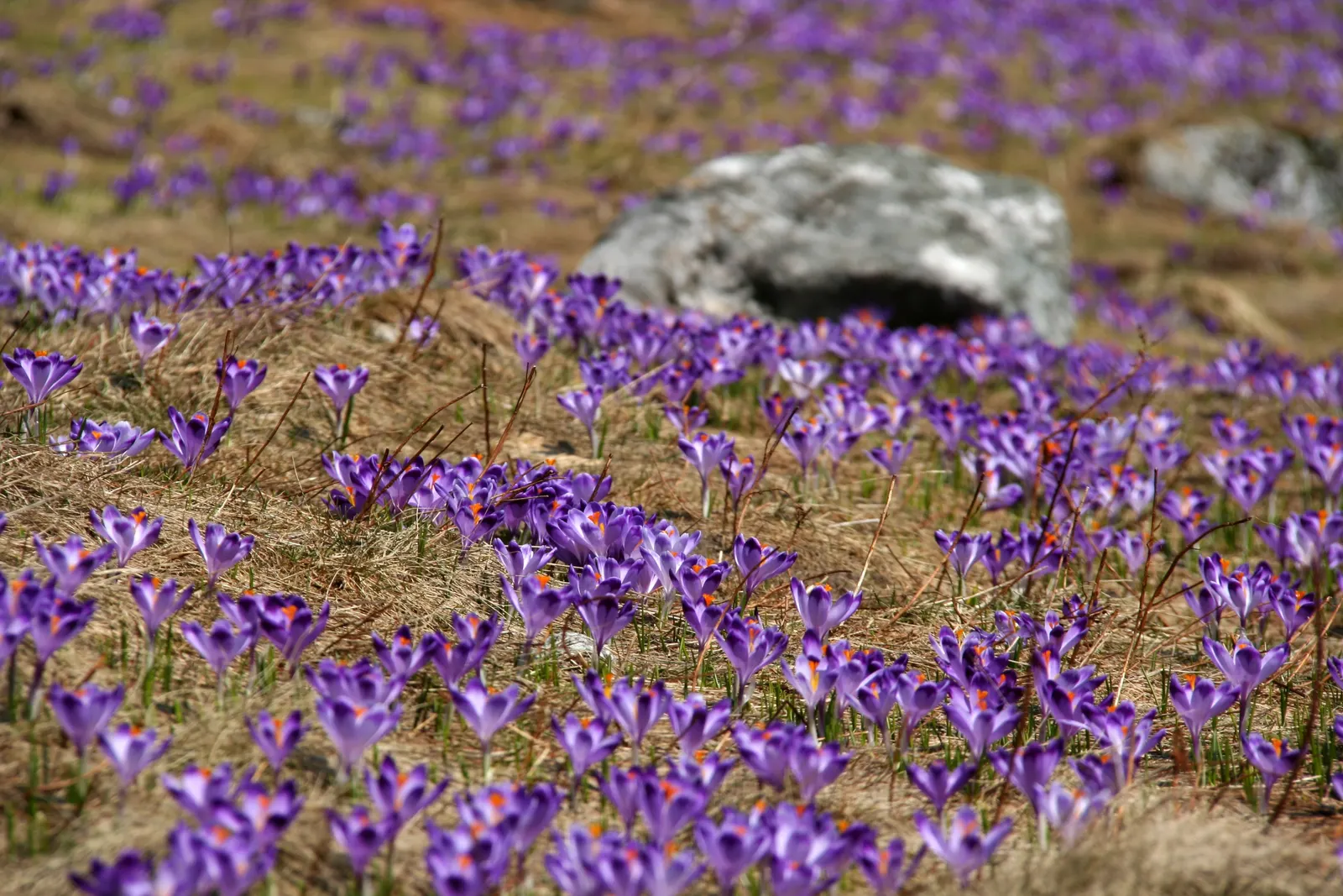 Crocus (Crocus Vernus) — and deep yellows to striped or variegated patterns; vibrant flowers in purple, image 76