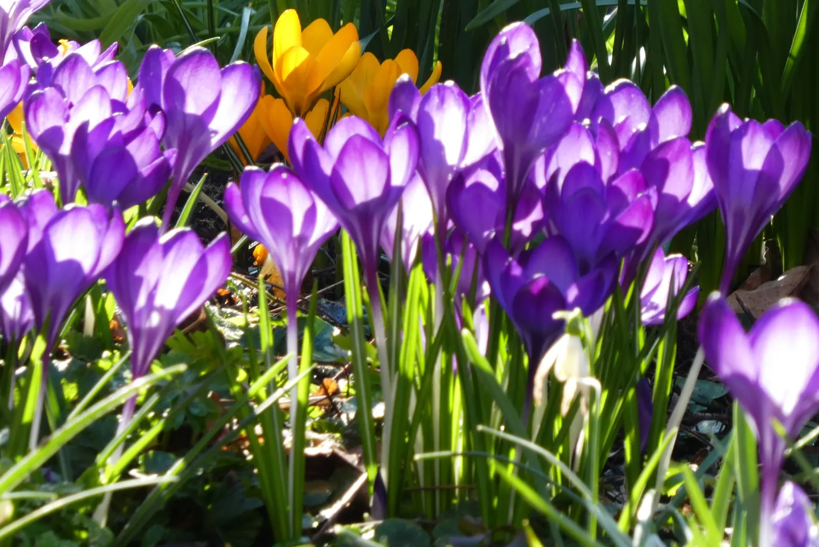 Crocus (Crocus Vernus) — bulb with purple and white blooms; creating a more vivid display with each passing season.<br><br>Crocus vernus is a, image 154