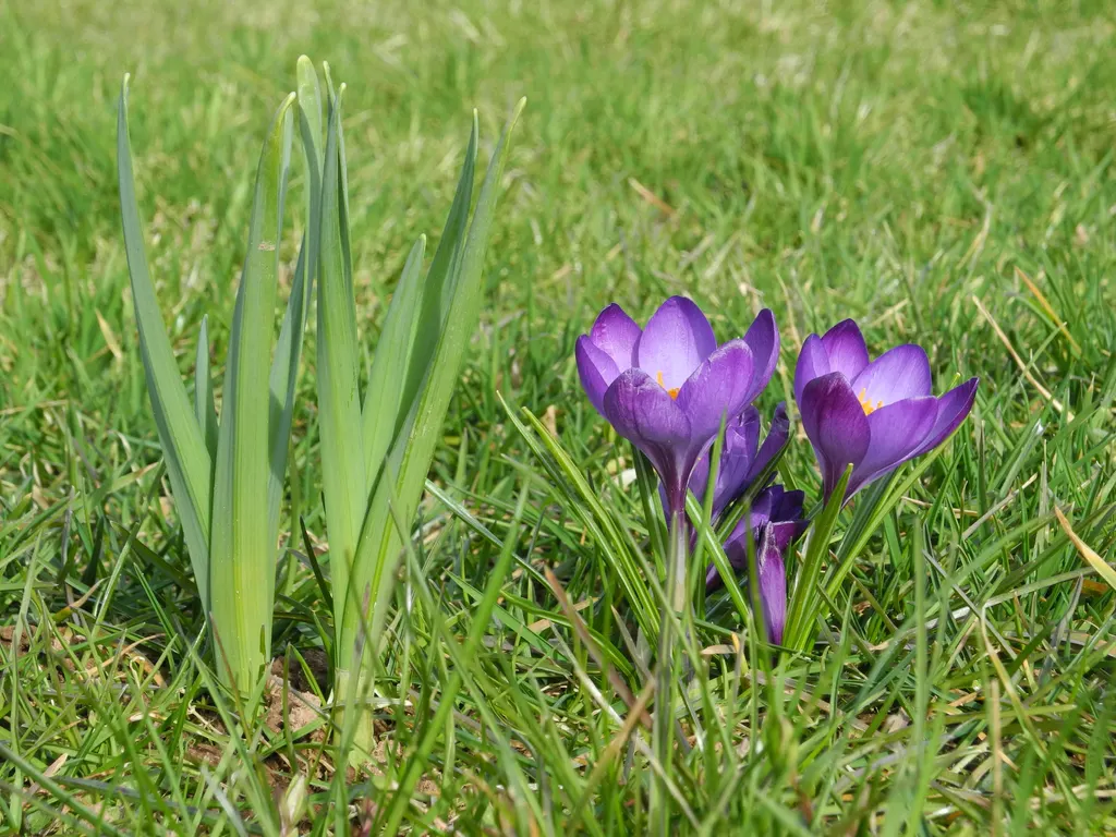 Crocus (Crocus Vernus) — is a herald of spring with cup-shaped; plant corms 3-4 inches deep and 2-3 inches apart, image 156
