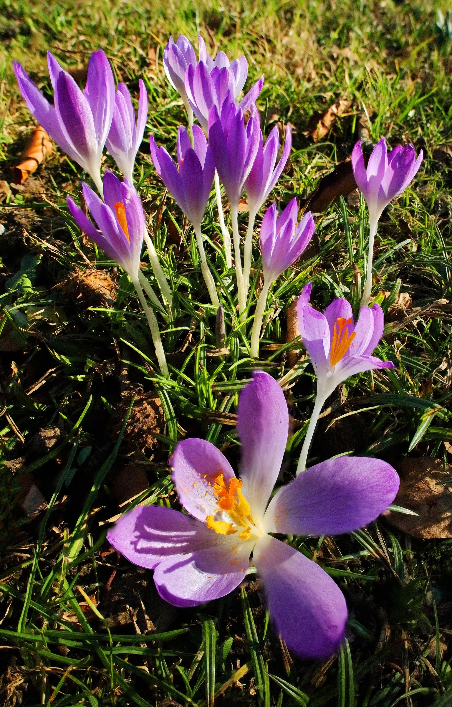 Crocus (Crocus Vernus) — bulb for full or half; providing a striking contrast and a promise of the warmer weather to come