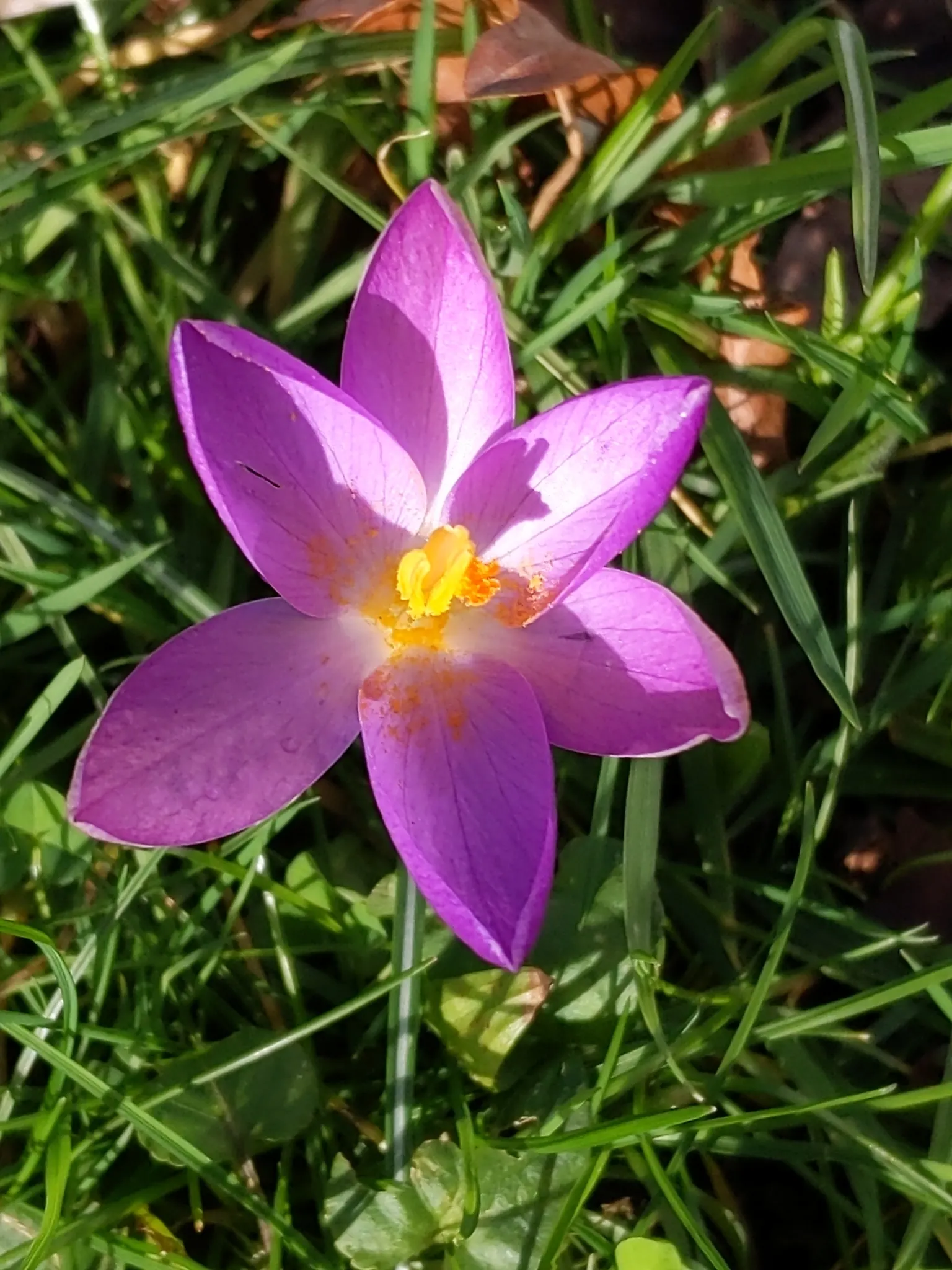 Crocus (Crocus Vernus) — 3 to 4 inches deep and about 2 to 3 inches apart; it's resistant to deer and other pests, image 172
