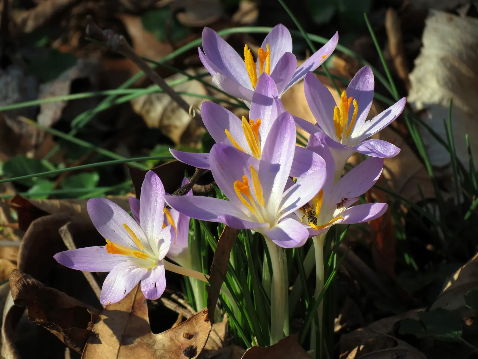 Crocus (Crocus Vernus) — grass-like leaves and a singular striking flower; these plants thrive in full sun to partial shade and are hardy in USDA zones 3