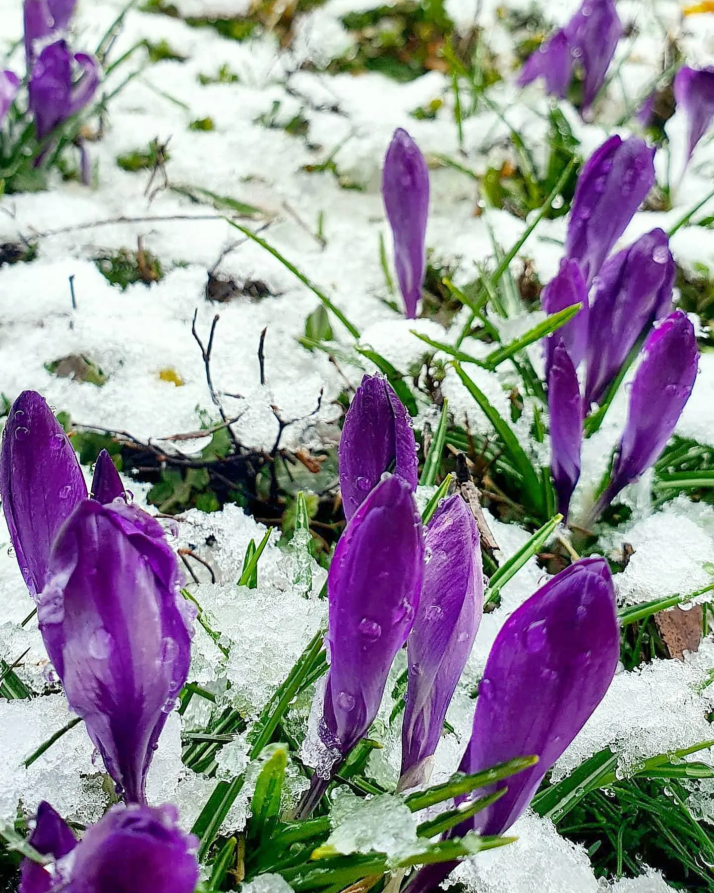 Crocus (Crocus Vernus) — 3 to 4 inches deep and about 2 to 3 inches apart; it's resistant to deer and other pests