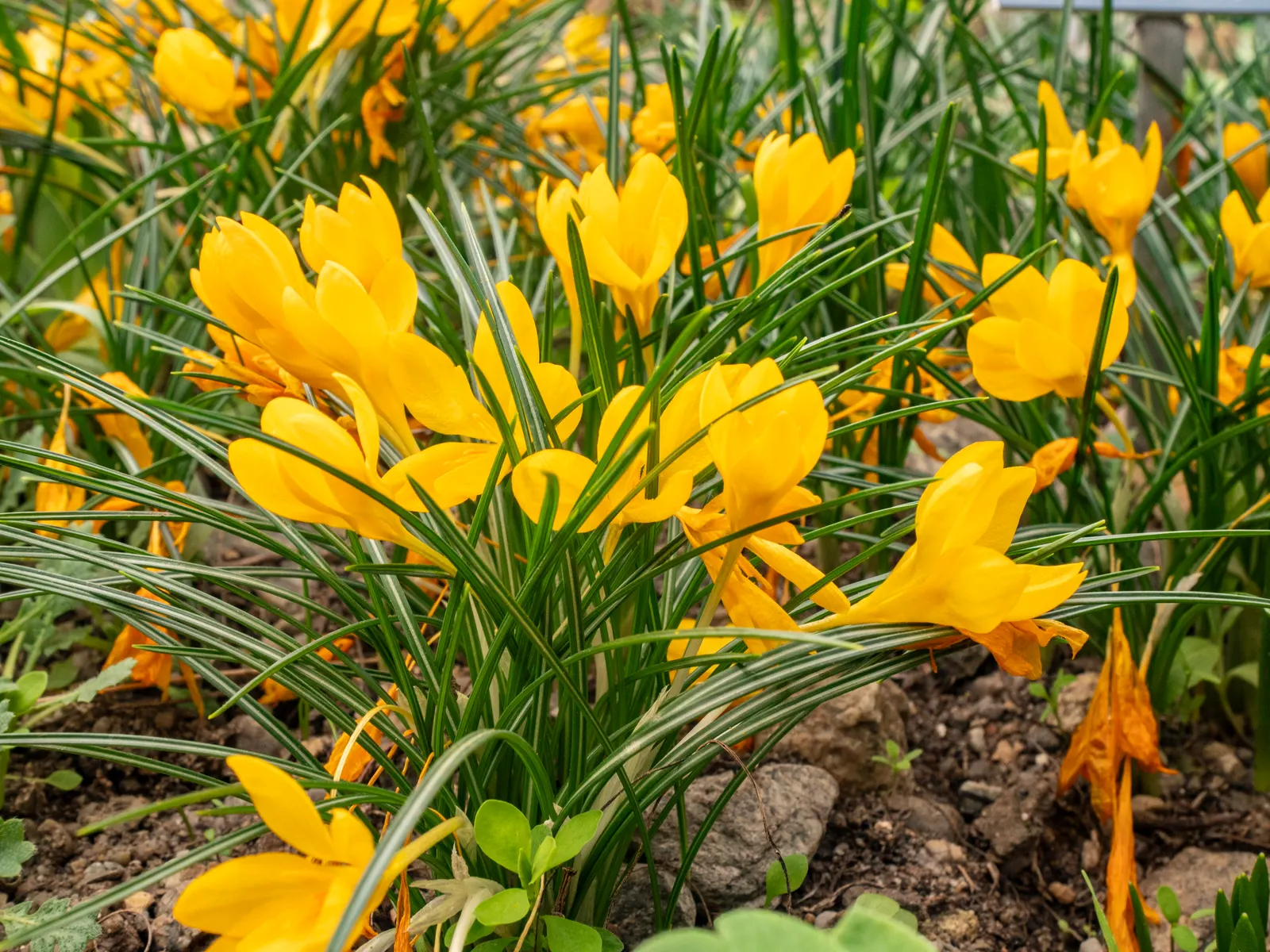 Crocus (Crocus Vernus) — these bulbs can be used to provide early spring color; and is an excellent choice for rock gardens, image 212