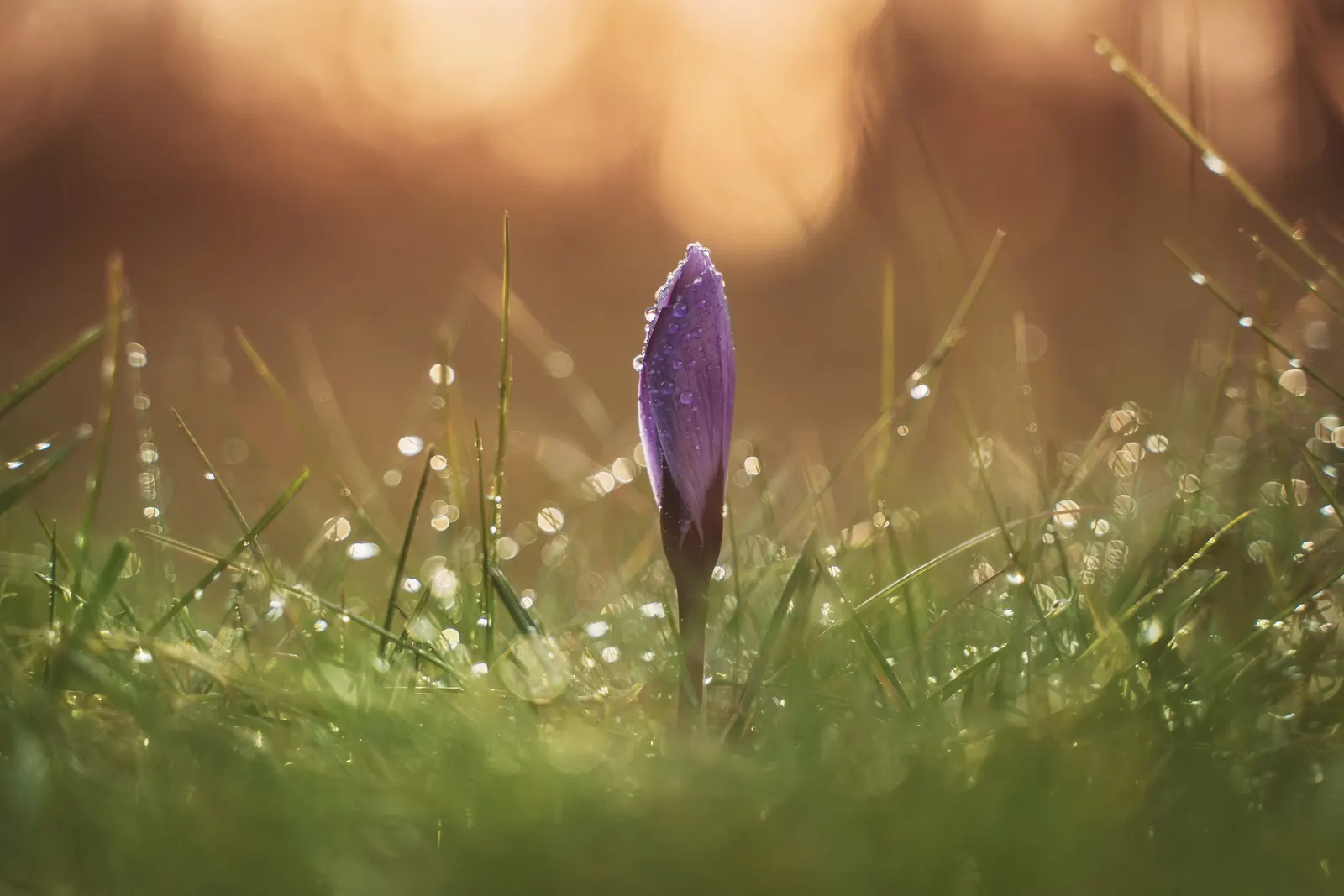 Crocus (Crocus Vernus) — It's resistant to deer and other pests; reaching 3-6 inches in height, it thrives in full sun to partial shade and, image 178