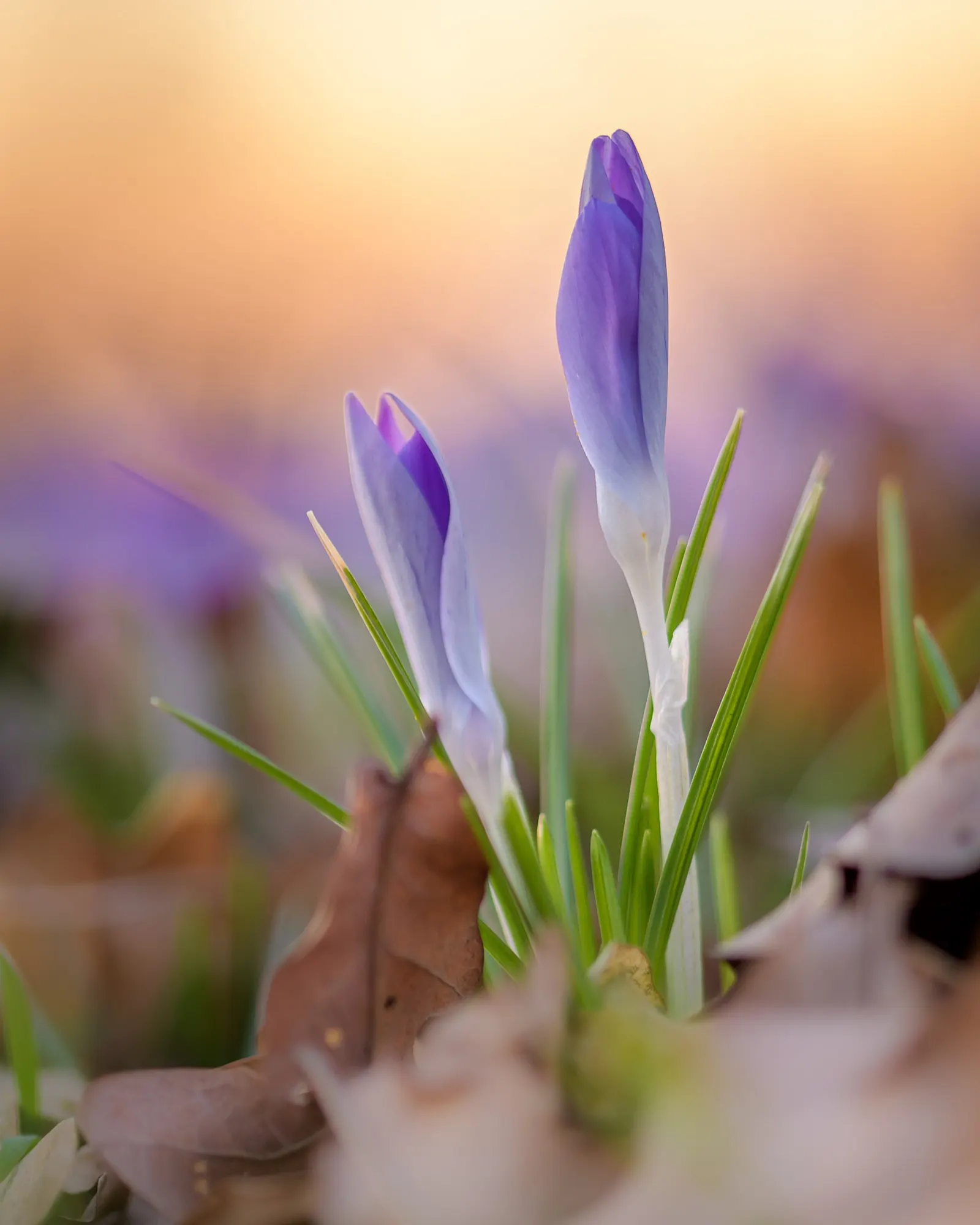 Crocus (Crocus Vernus) — Crocus vernus reaches a modest height of 4 to 6 inches; this low-maintenance perennial is ideal for naturalizing in lawns, image 165