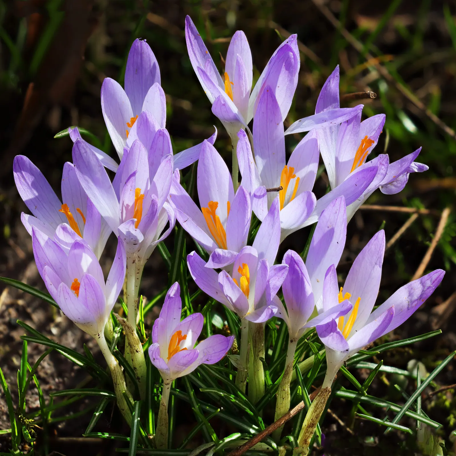 Crocus (Crocus Vernus) — Reaching 3-6 inches in height, it thrives in full sun to partial shade and well-draining soil; in well-drained soil to, image 65