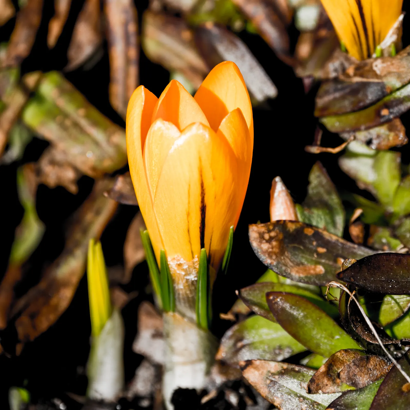 Crocus (Crocus Vernus) — This low-maintenance perennial is ideal for naturalizing in lawns and under trees; is a herald of spring with cup-shaped, image 67
