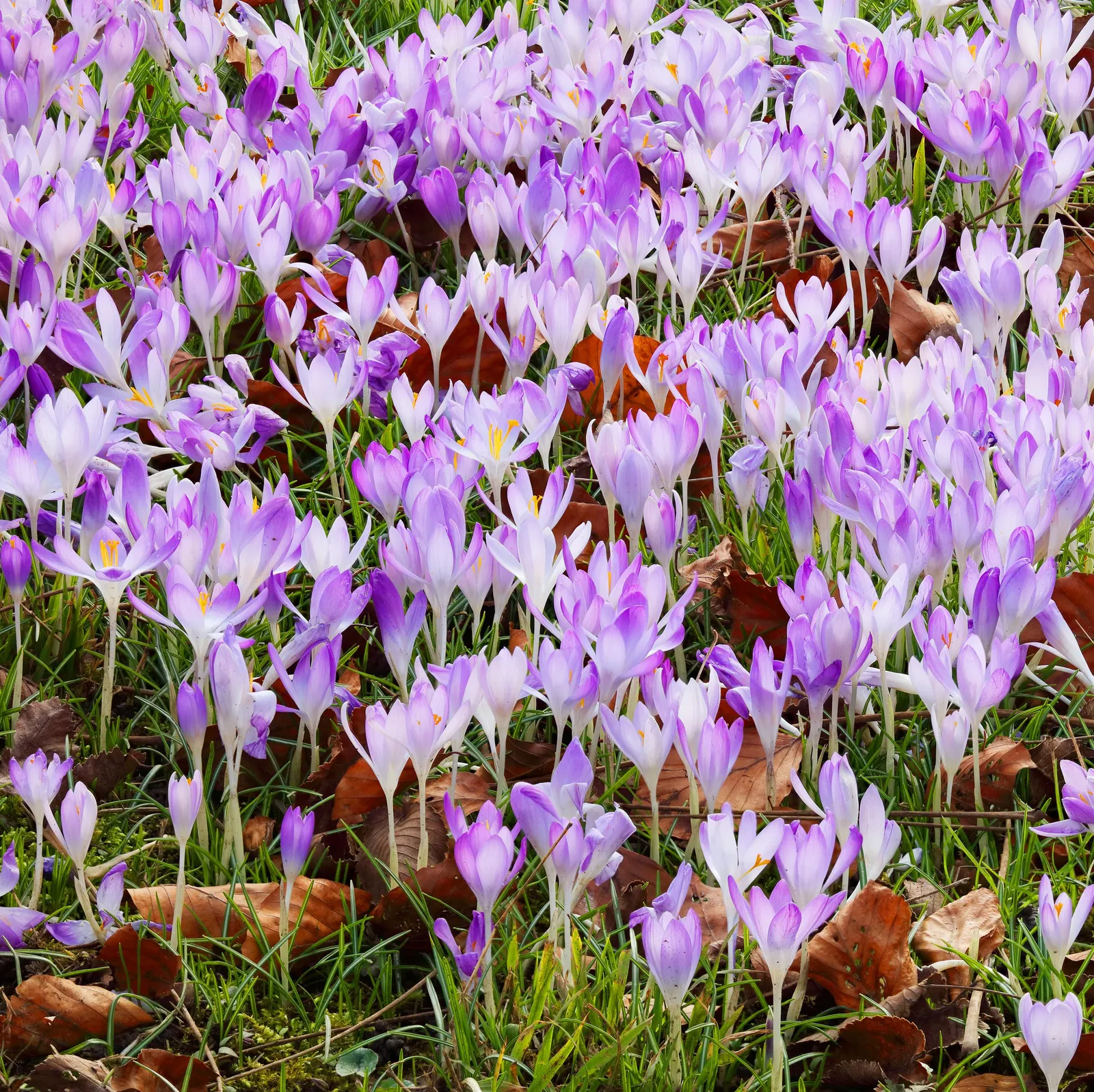 Crocus (Crocus Vernus) — is a herald of spring with cup-shaped; plant corms 3-4 inches deep and 2-3 inches apart, image 63