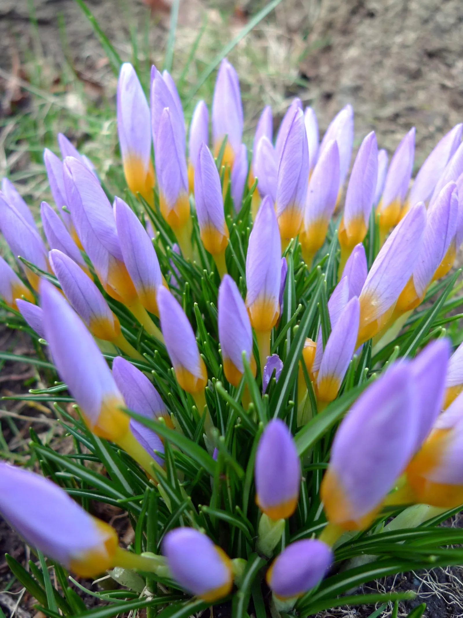 Crocus (Crocus Vernus) — bulb for full or half; providing a striking contrast and a promise of the warmer weather to come, image 155