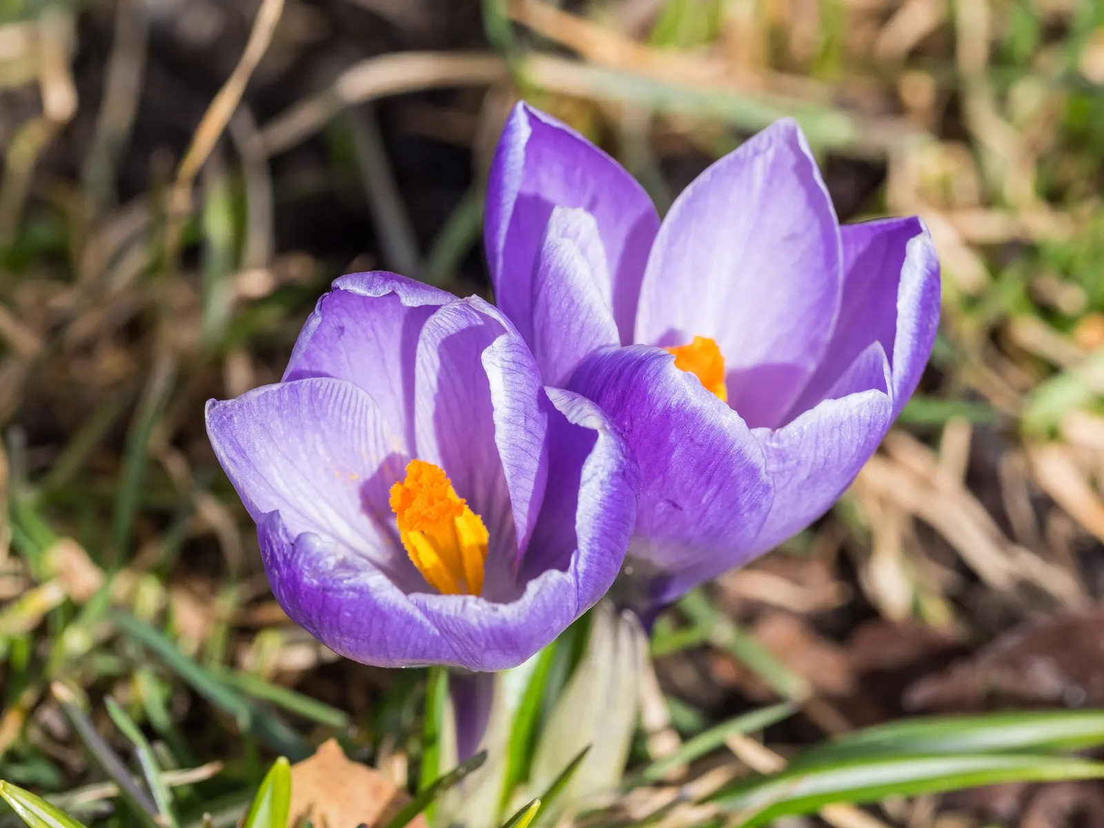 Crocus (Crocus Vernus) — commonly referred to as the Spring Crocus or Giant Crocus; with each flower measuring approximately 1 to 1.5 inches in, image 69