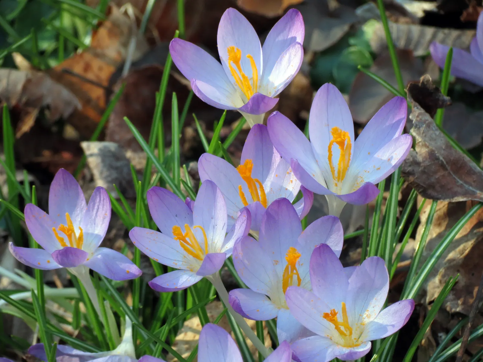 Crocus (Crocus Vernus) — A unique characteristic of crocuses is their cup-shaped, image 47