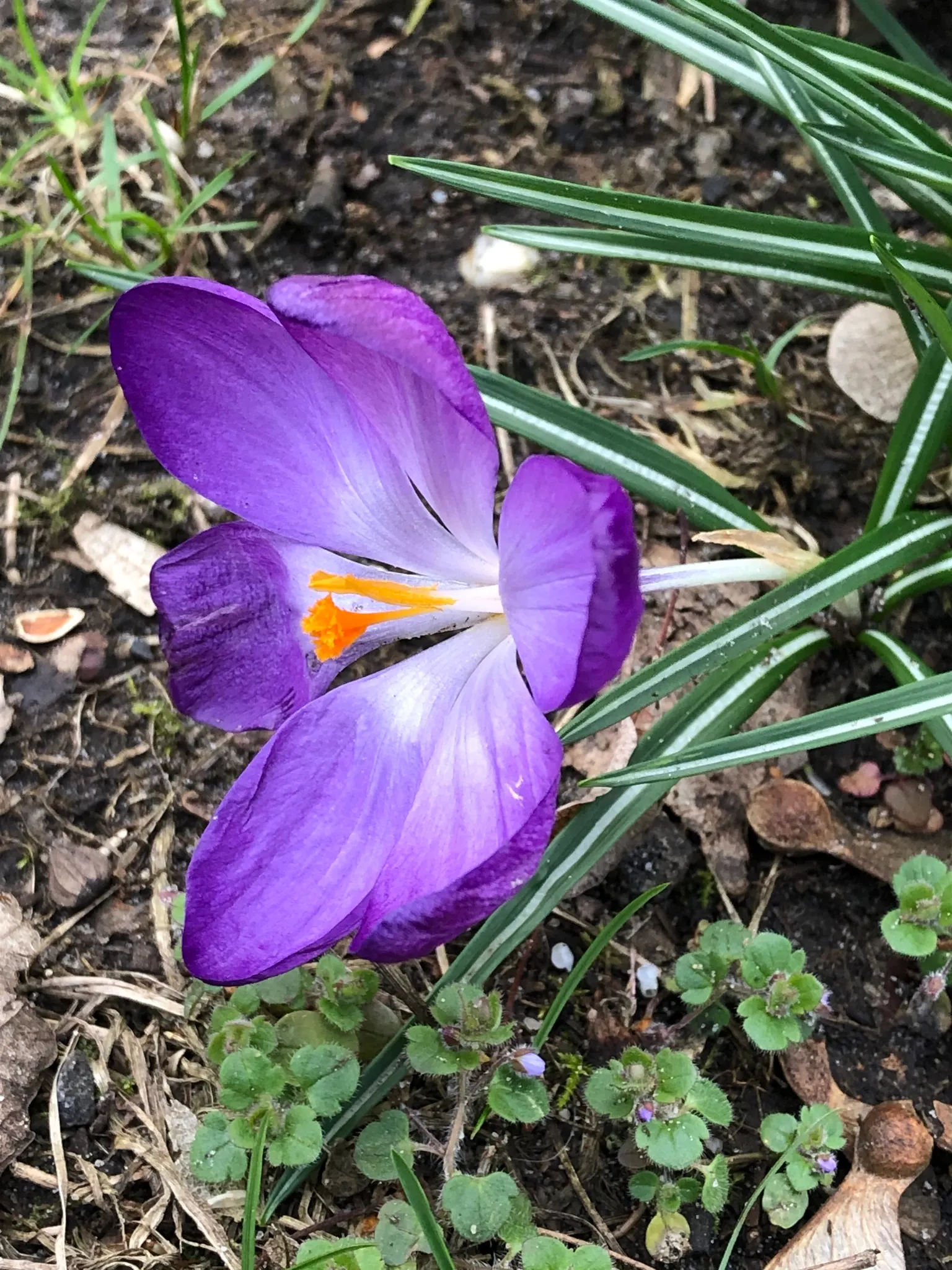 Crocus (Crocus Vernus) — These plants thrive in full sun to partial shade and are hardy in USDA zones 3 through 8; offering early-season nectar for, image 174