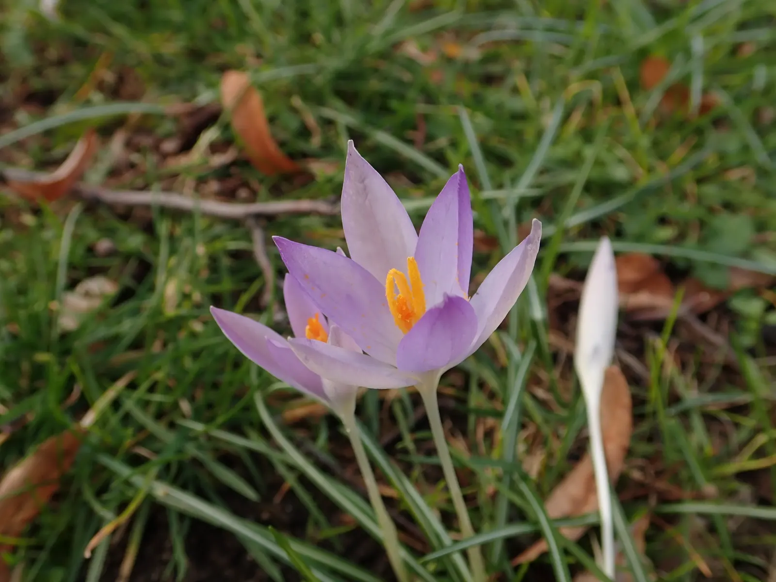 Crocus (Crocus Vernus) — meaning they will gradually multiply and spread over the years; the blooms exhibit a stunning range of colors, image 175